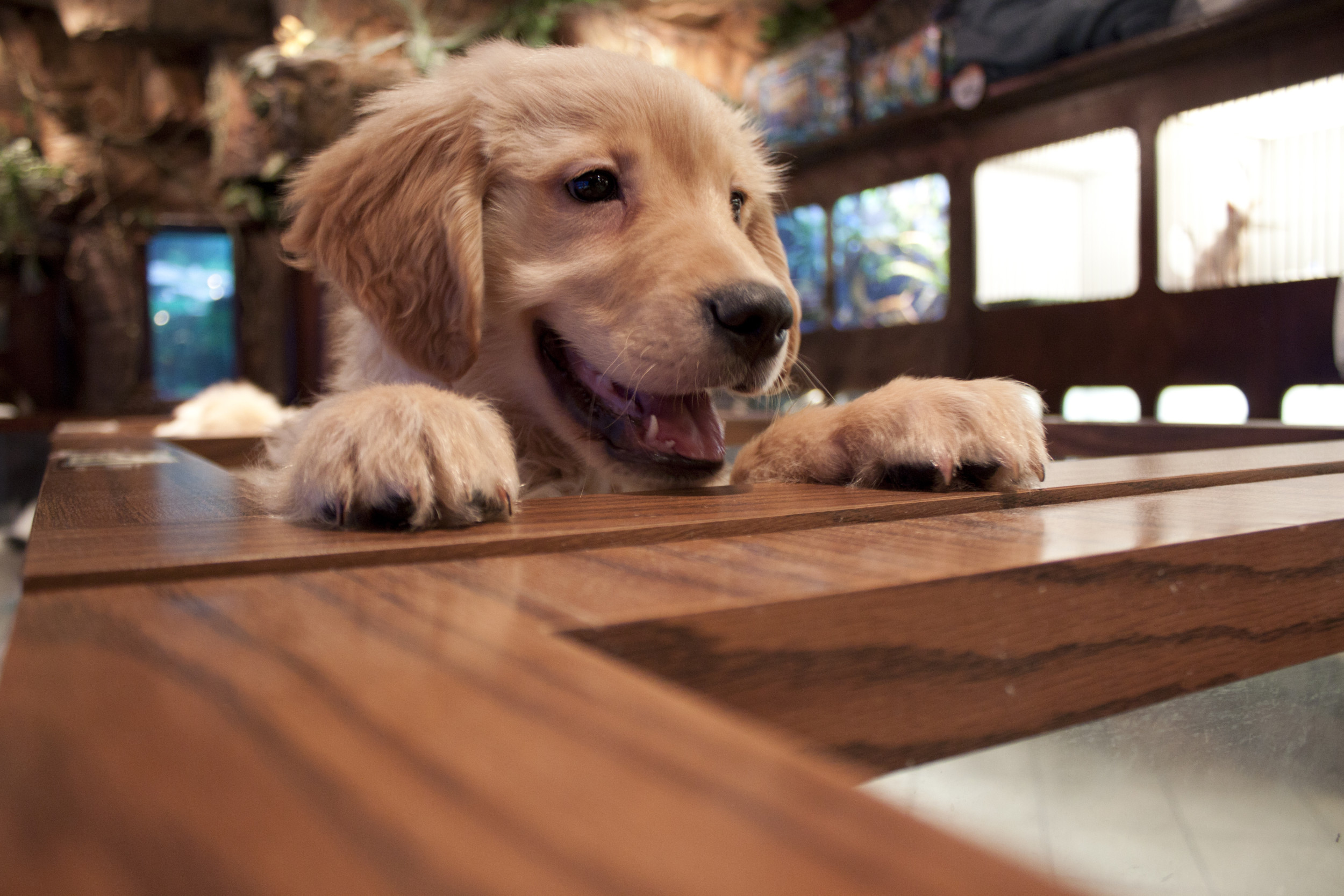 Viral Office Dog: Golden Retriever Takes Job Seriously