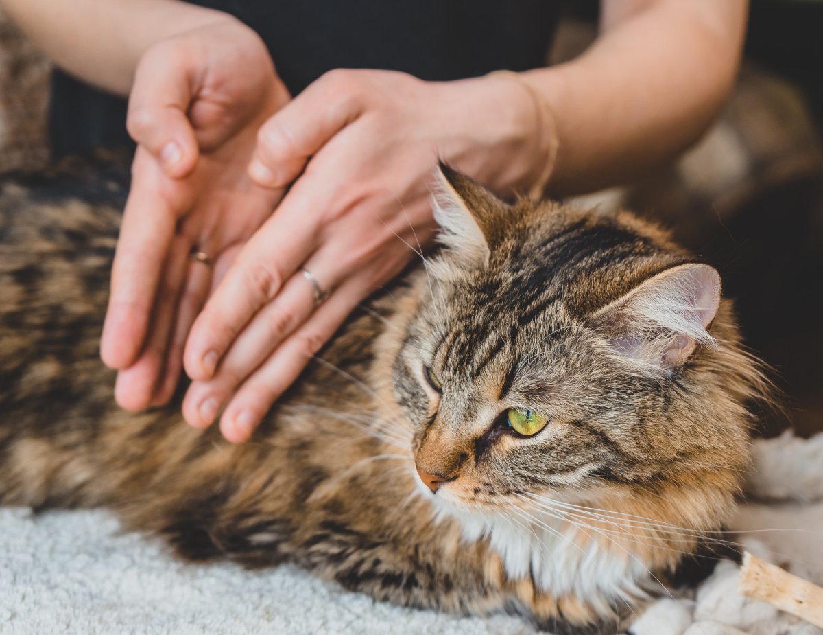 cat getting a massage