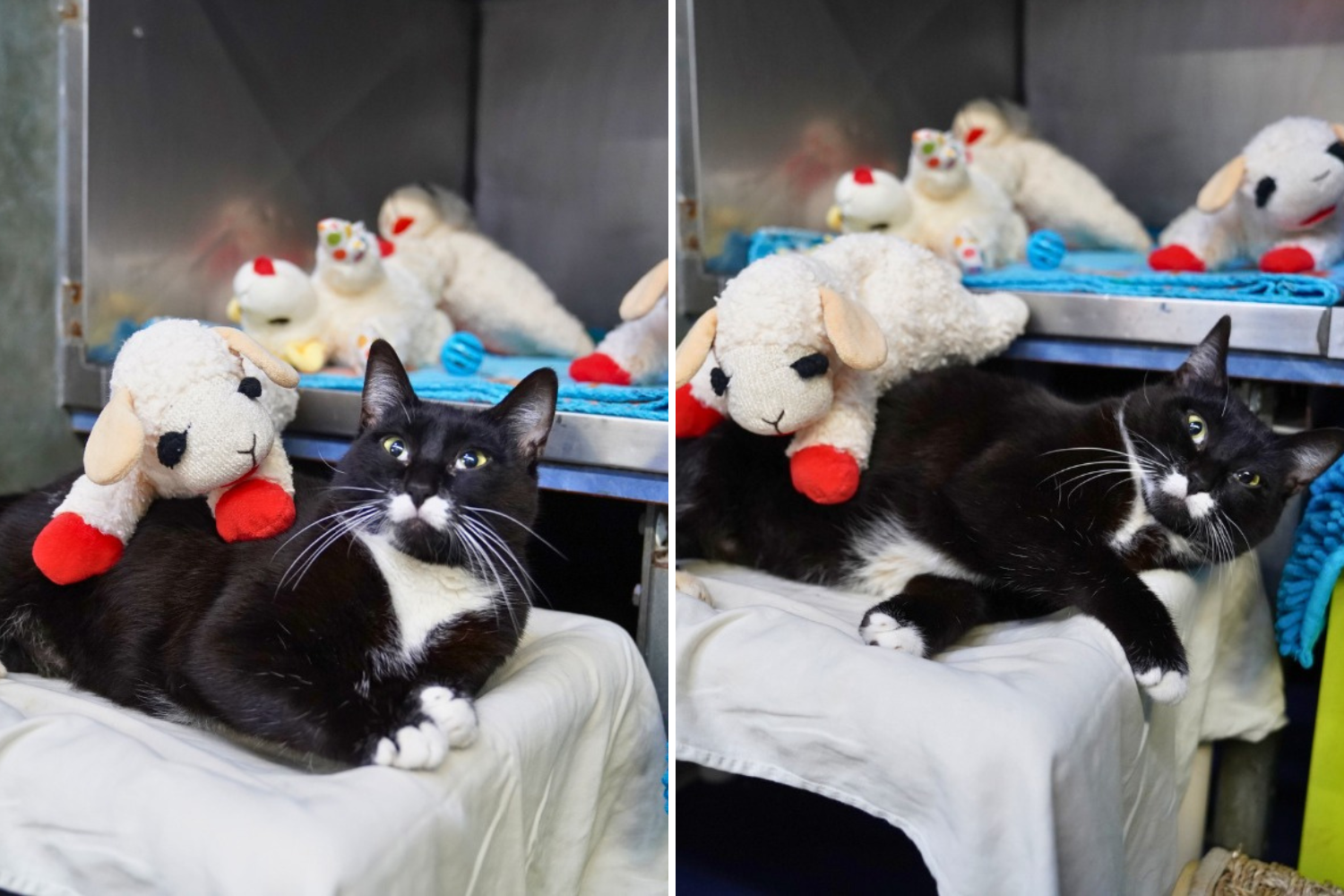 Shelters Plea As Special Needs Cats Obsession Threatens To Take Over