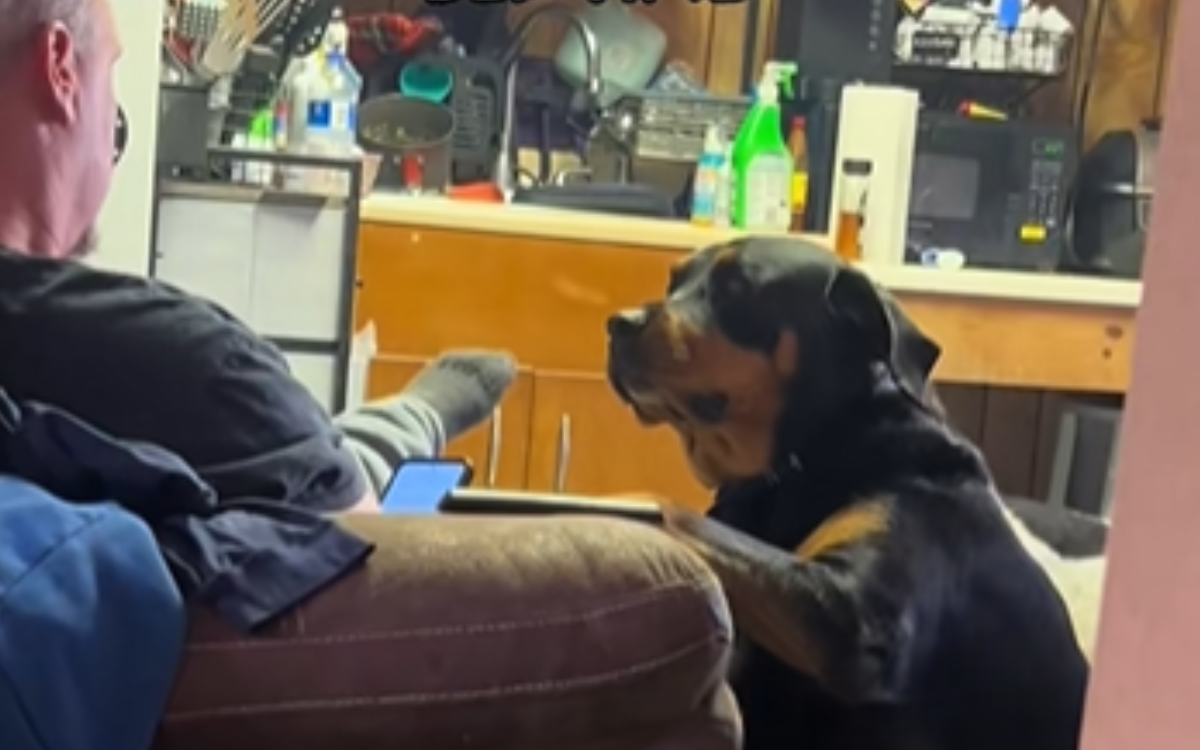 Dog demanding his owner move seats.