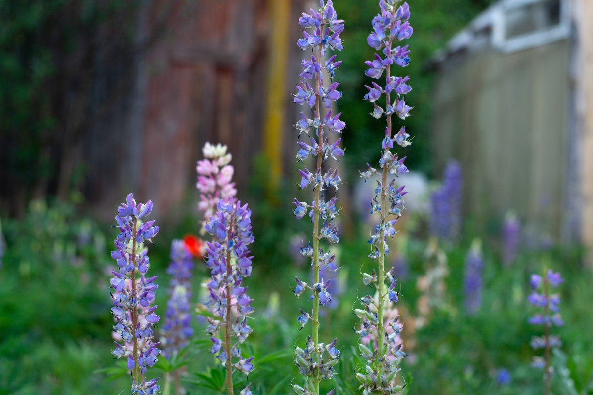 Salvia