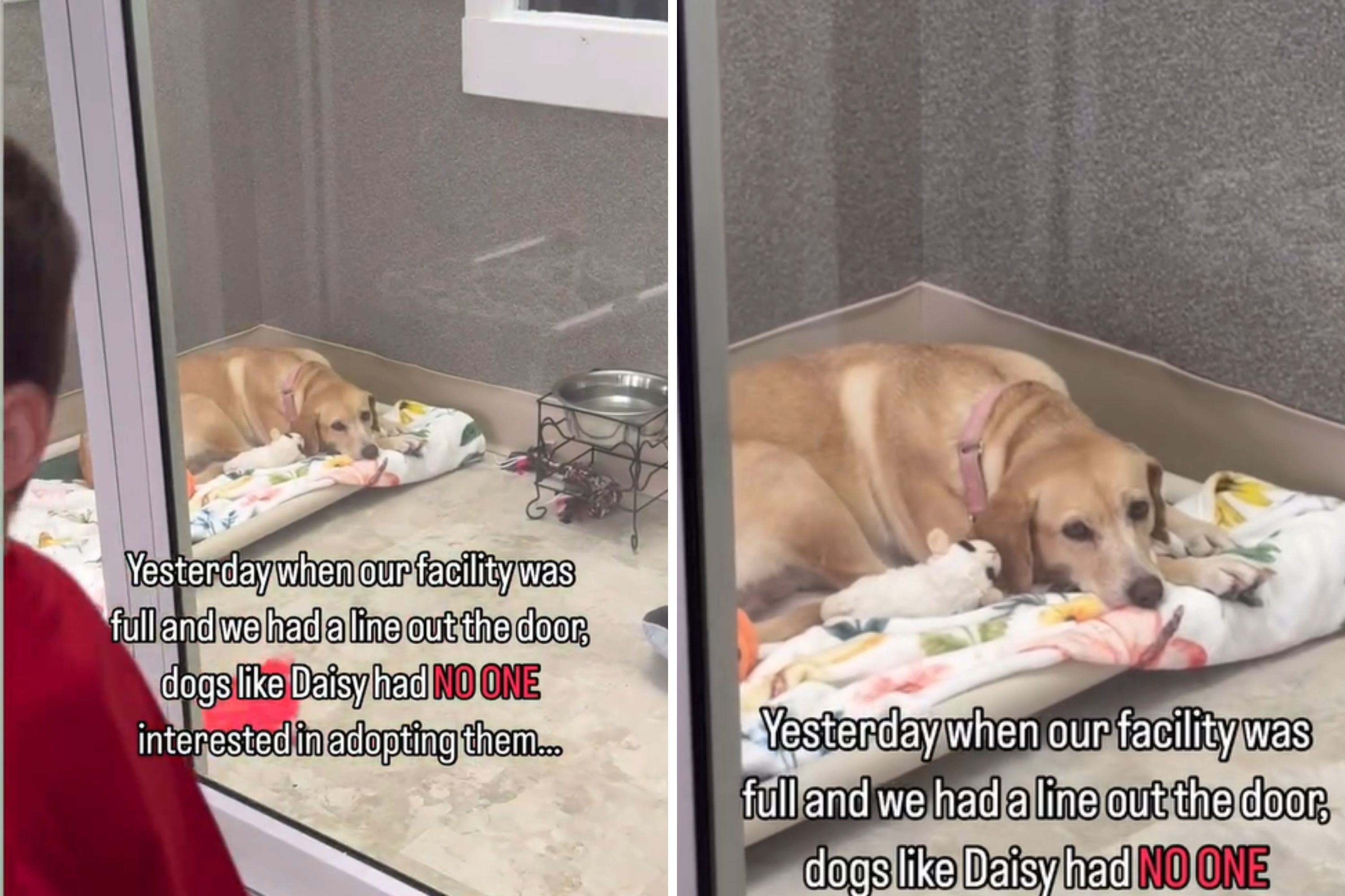 Tears Over the One Dog Ignored During Rescue Shelters Adoption Event