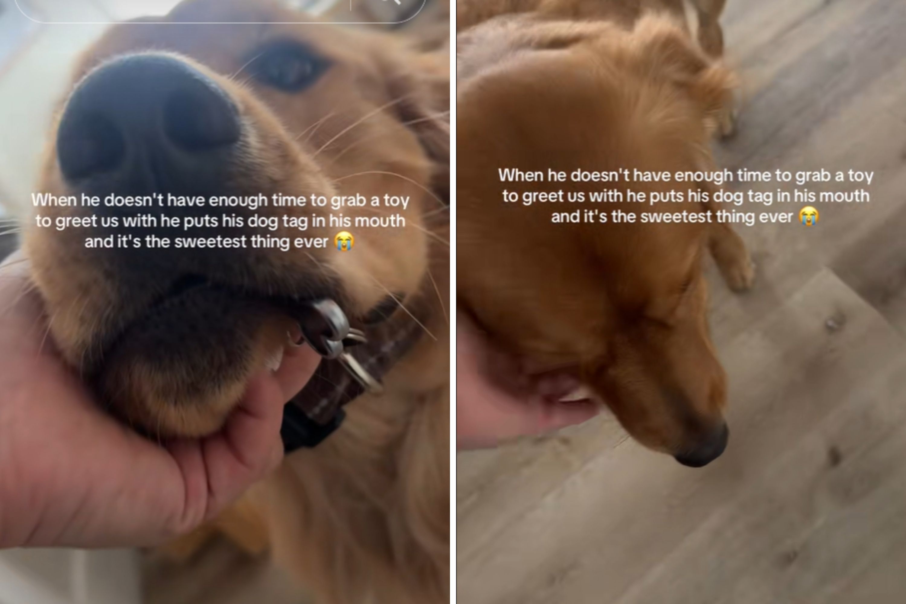 Golden Retriever Grabs Sweetest Thing Ever Instead of Toy To Greet Owner