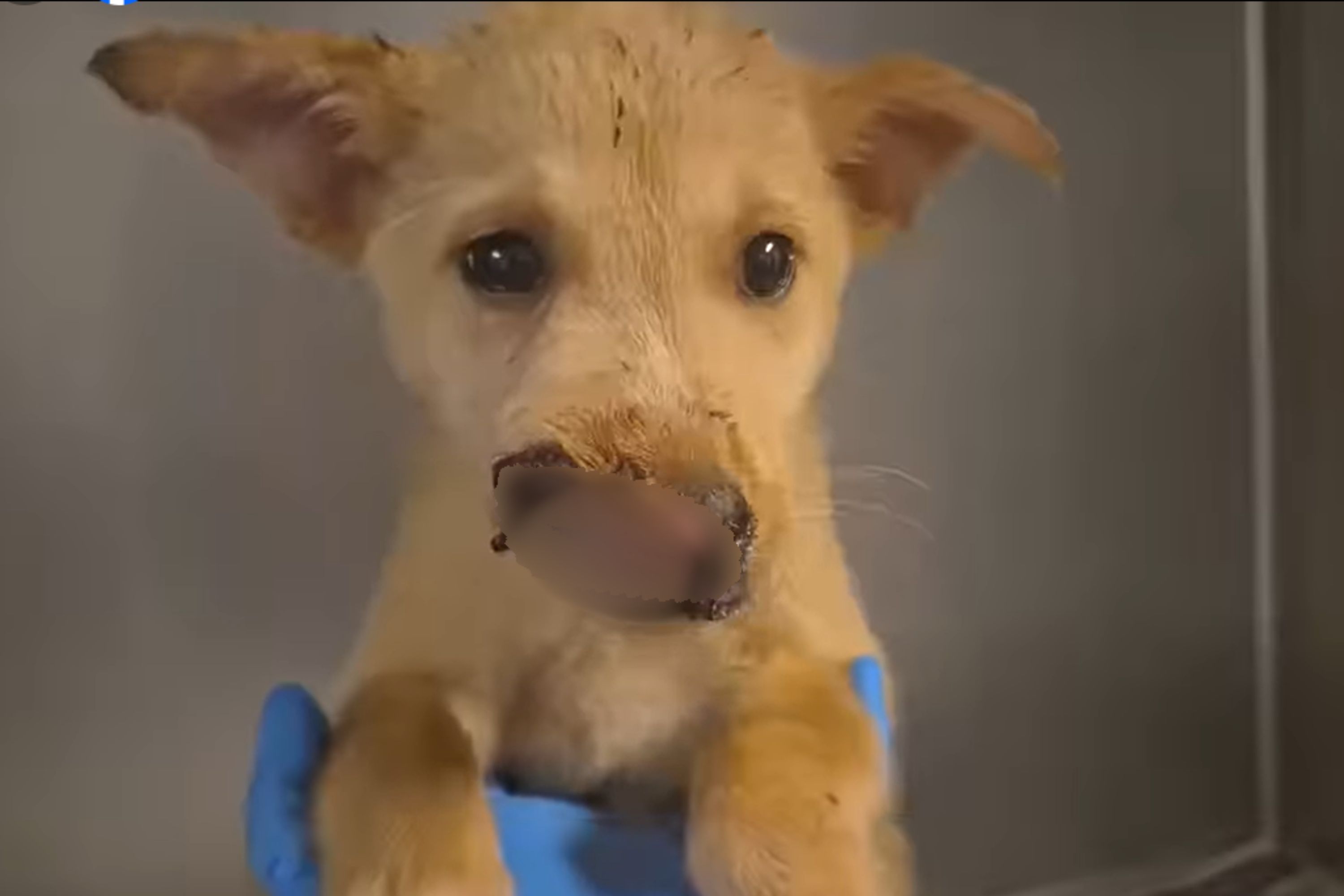 Pup Being Mauled Overnight in Shelter by Large Dog Frustrates Viewers