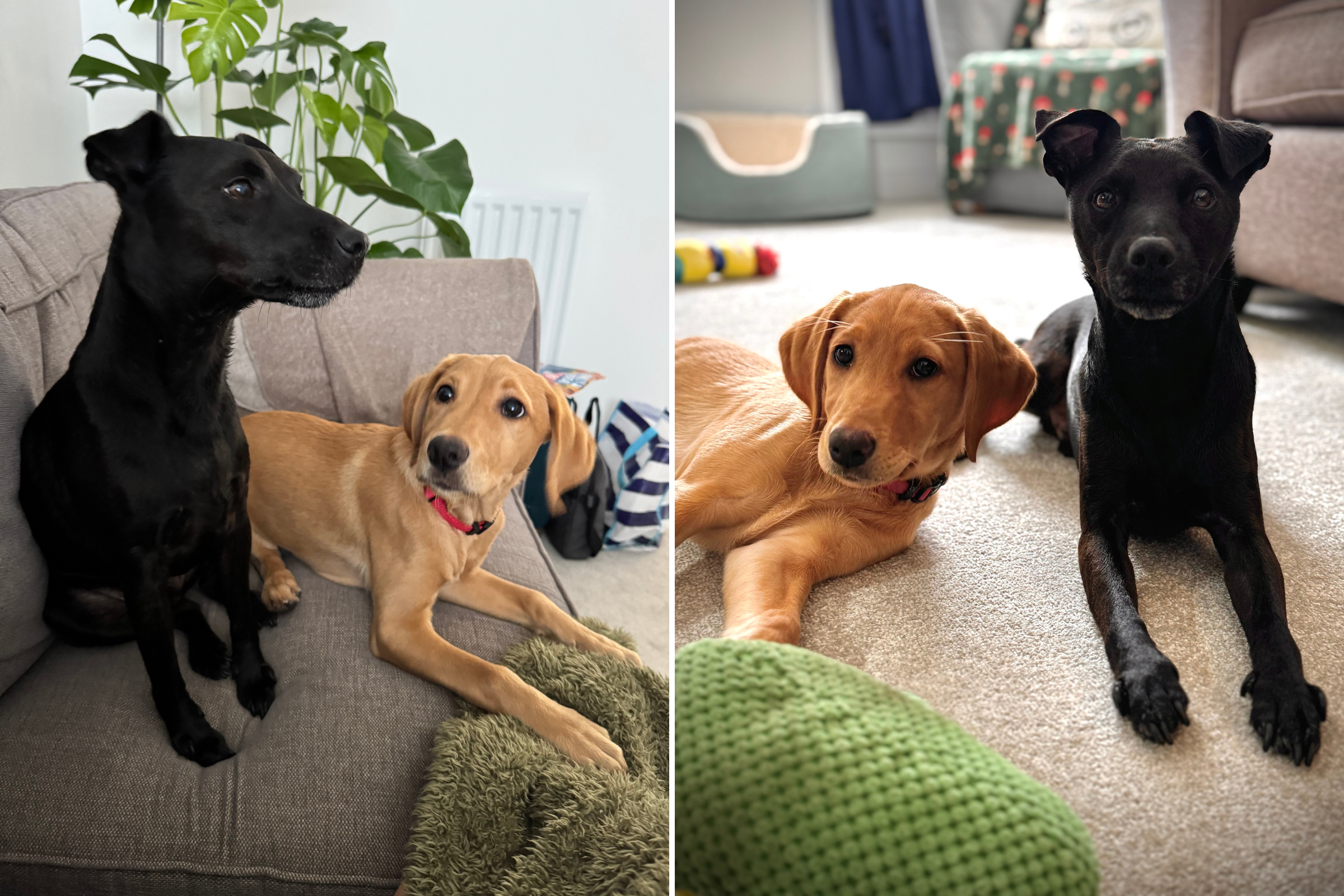 Hearts Melt Over Reactive Dogs Transformation After Owners Get New Puppy