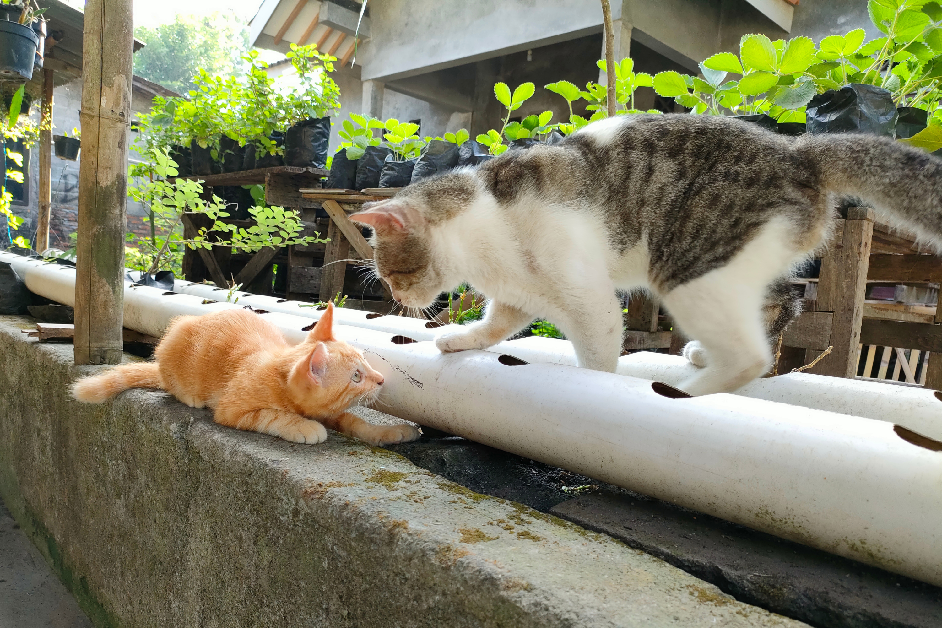 Owner Gets Lonely Cat a Kitten, Tears at Result: Partners in Crime