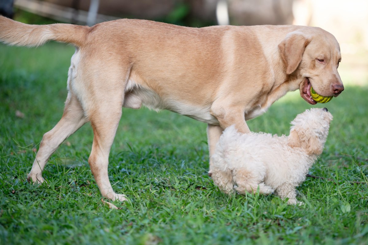 Stock image of dog and puppy.