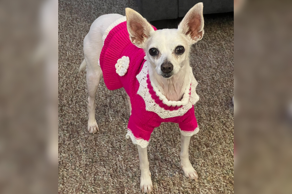 Layla the dog
