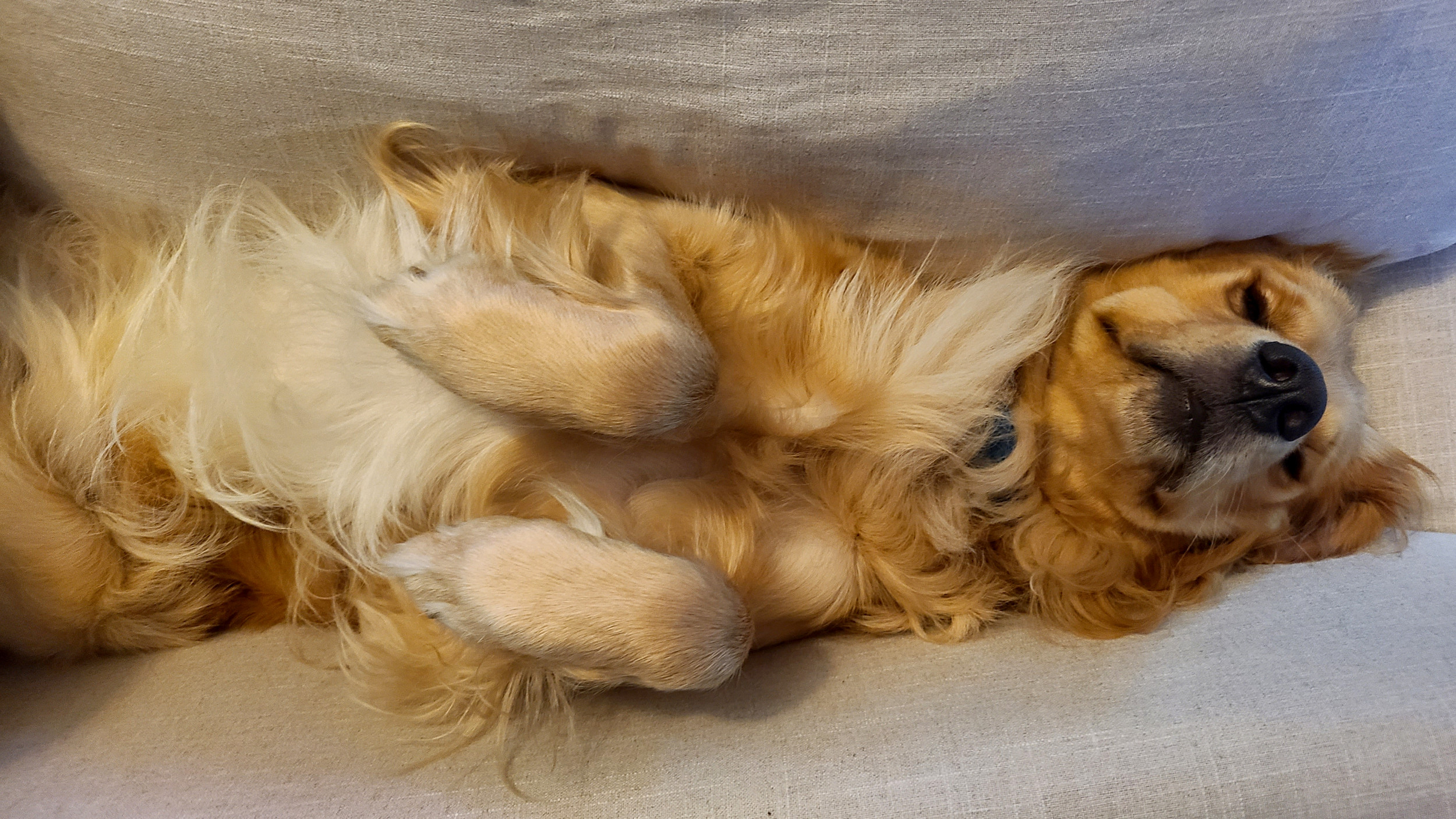 習慣ゴールデンレトリバーの子犬は70ポンドを獲得した後、あきらめません：「ヘルプを送る」