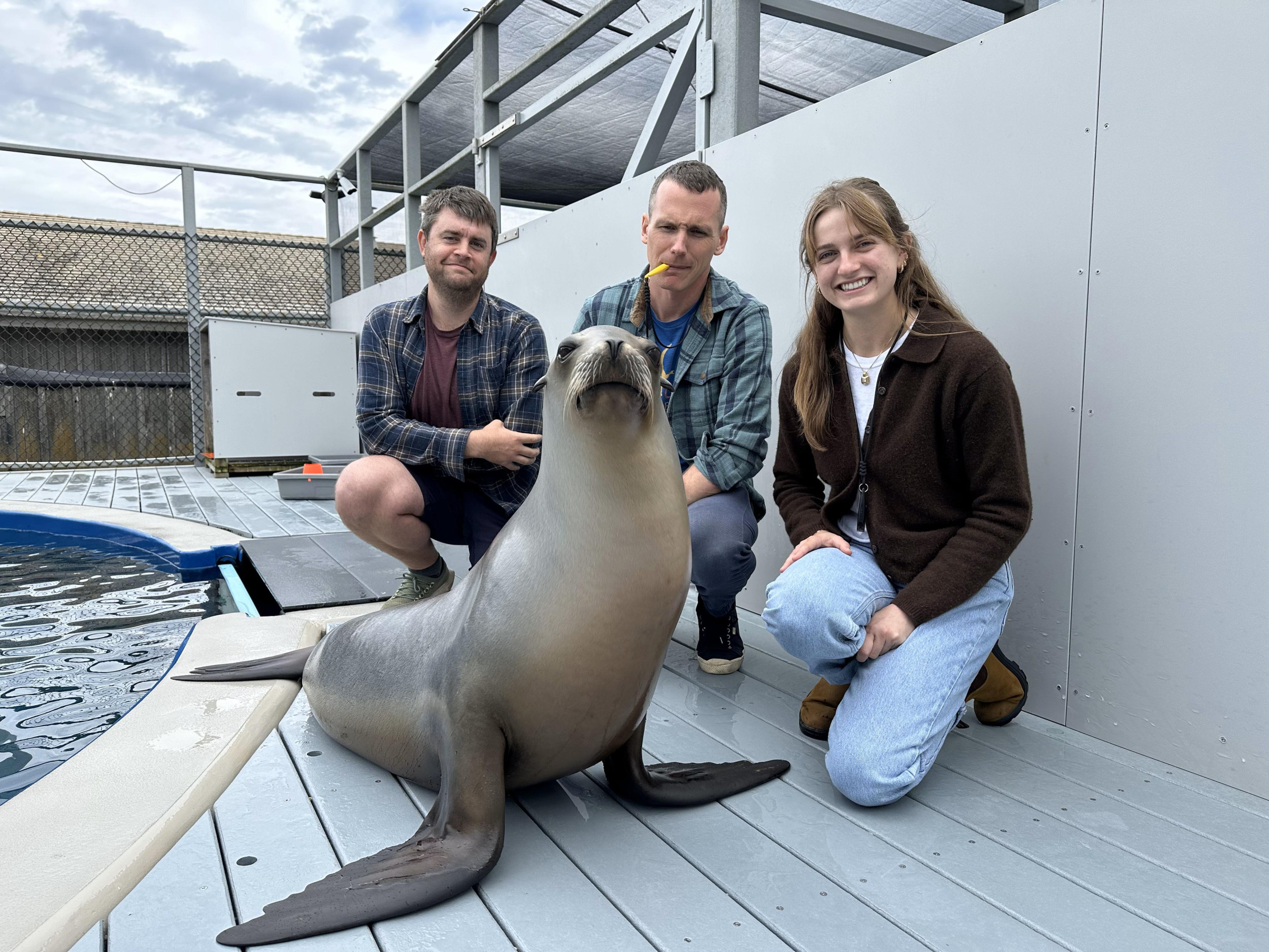 Bopping sea lion can keep a beat better than many humans