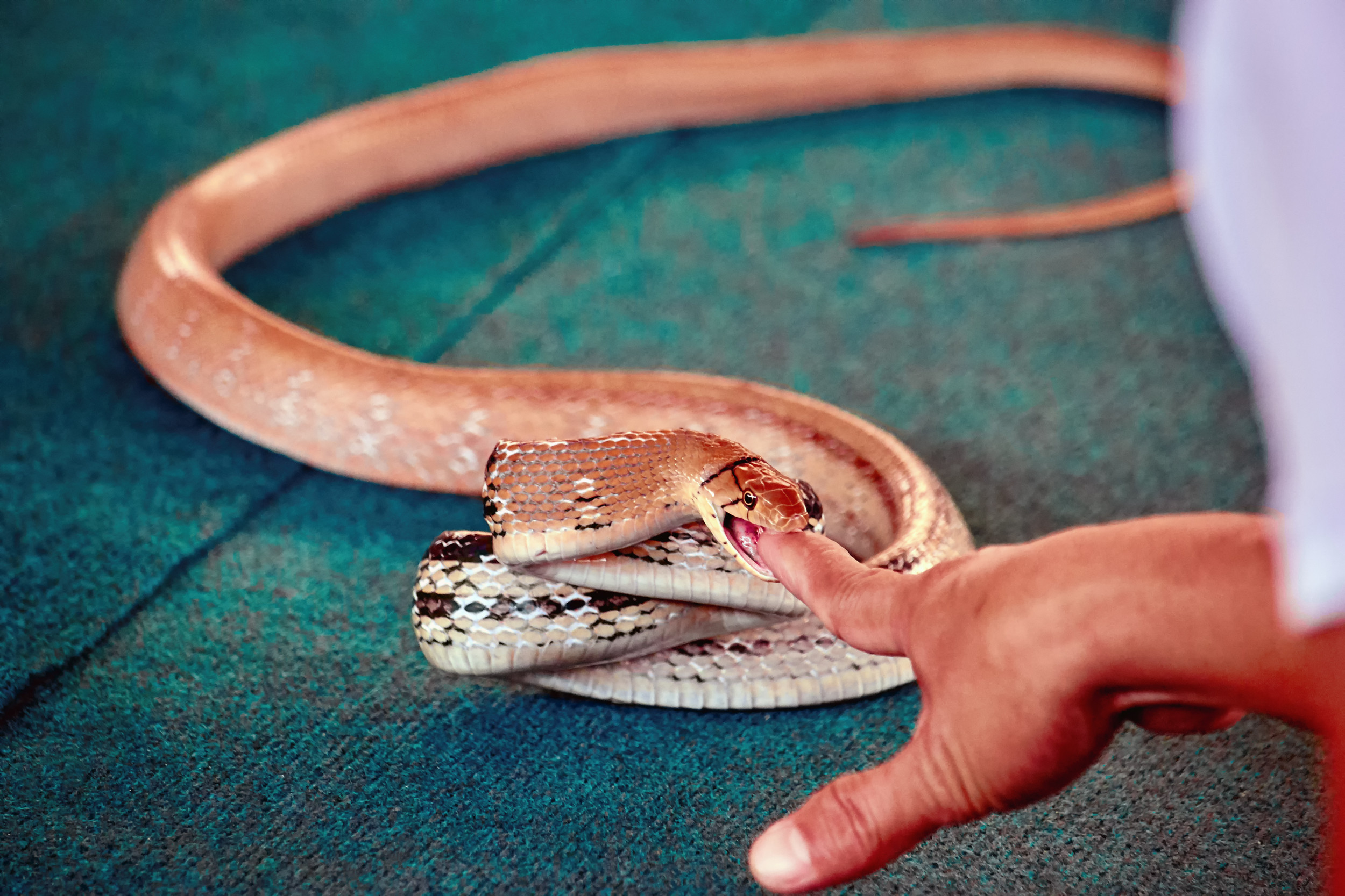 Scientists Develop Universal Antivenom Using Man's Blood from 856 Snake Bites
