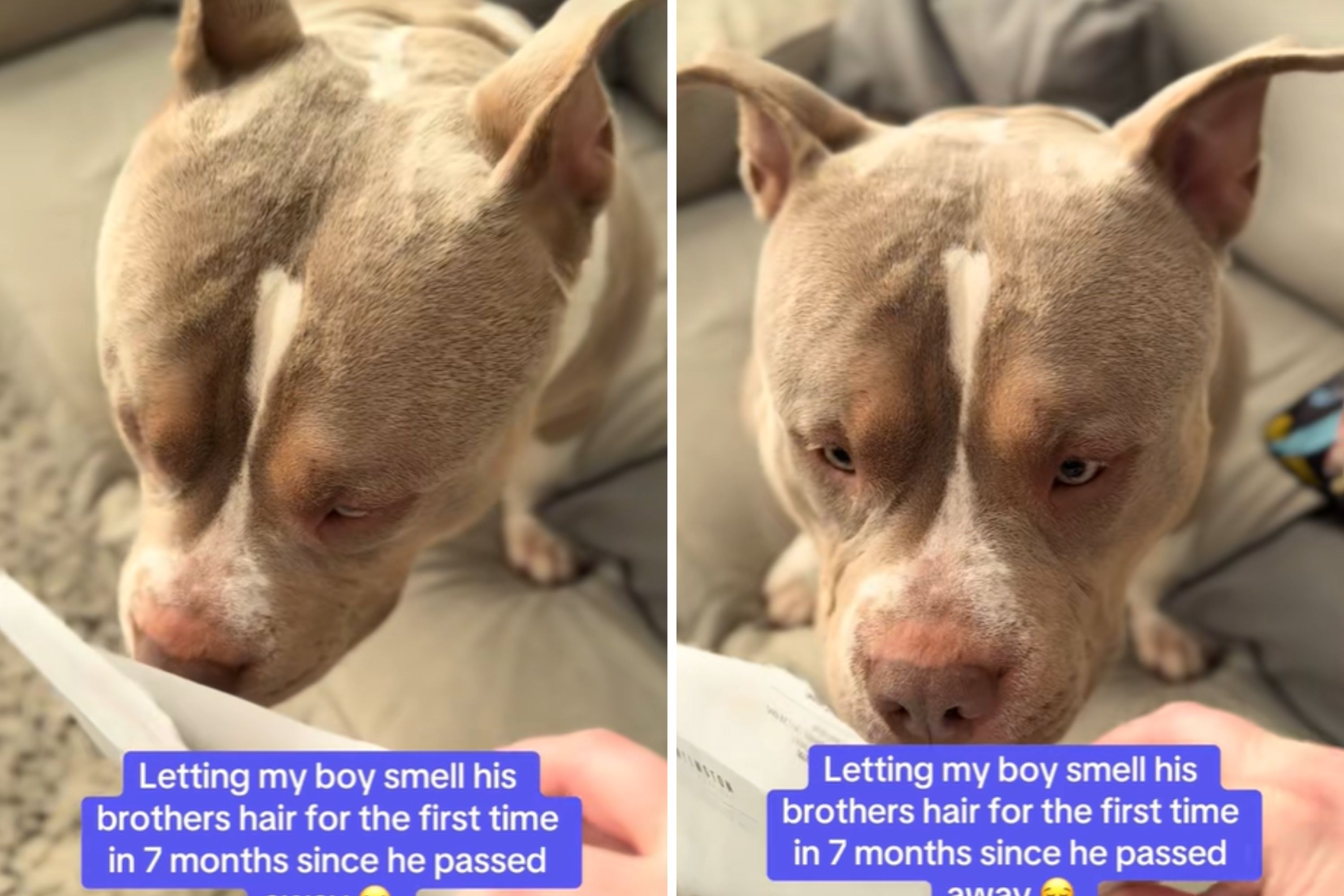 Tears Over Dogs Reaction to Smelling Fur of Brother Who Died