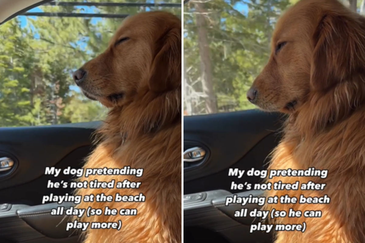 Dwight