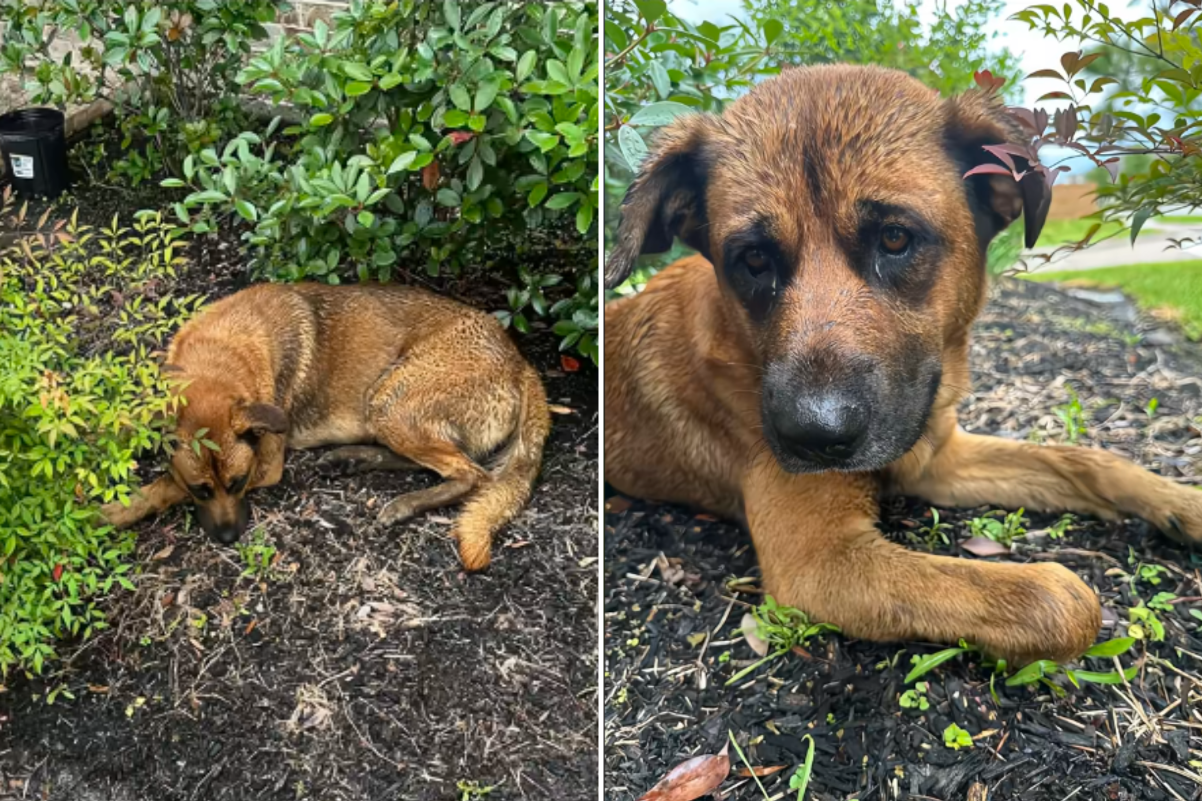 Woman Spots Injured Dog Abandoned Near Her Home—Instantly Knows What to Do