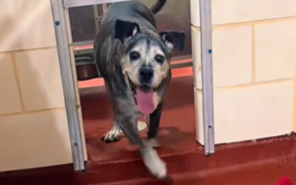 Senior Dog And Owner Planned to Grow Old Together, Then Tragedy Struck