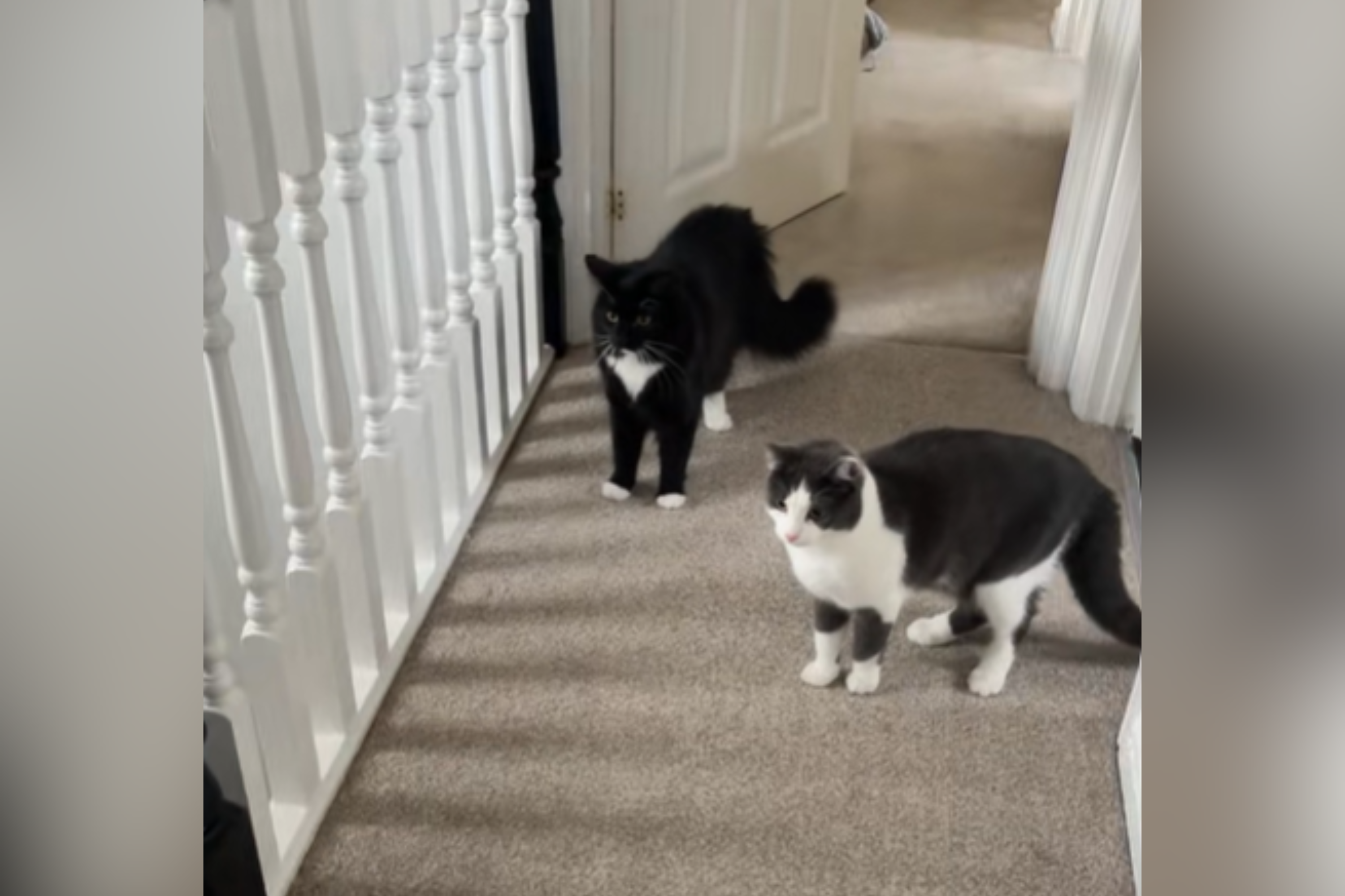 Couple Trying To Get Dog To Sit—Cats Have Unexpected Response