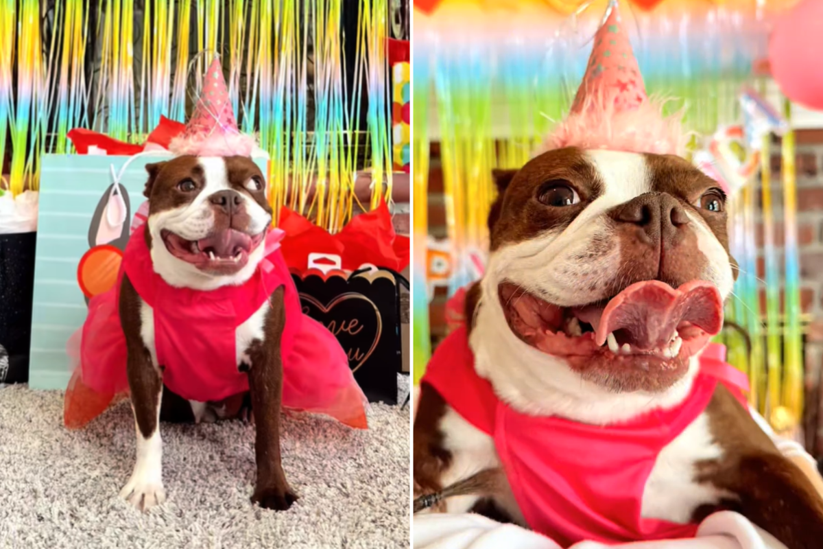 Maple on birthday