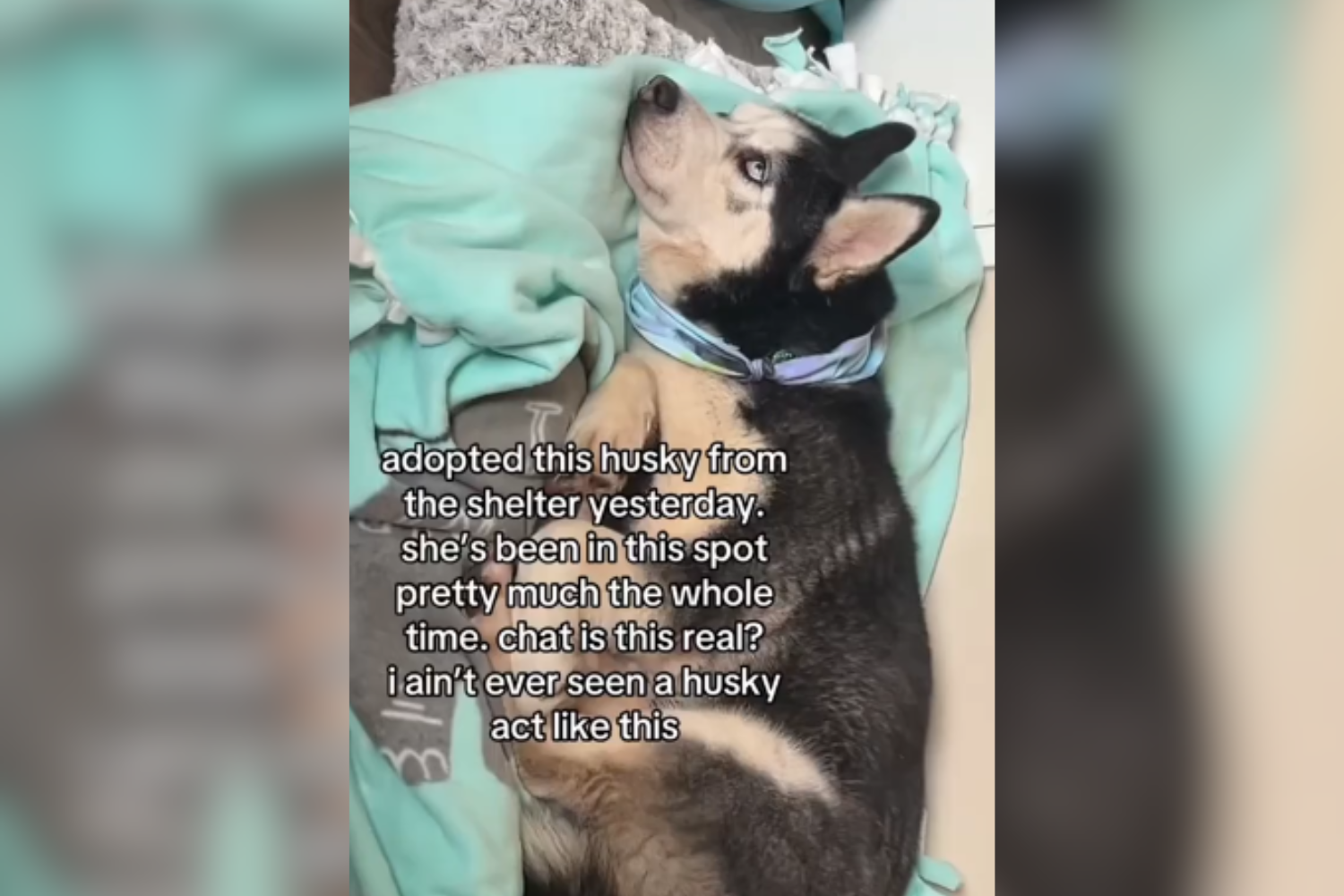 Woman Unprepared for What Adopted Husky Does on First Night in New Home