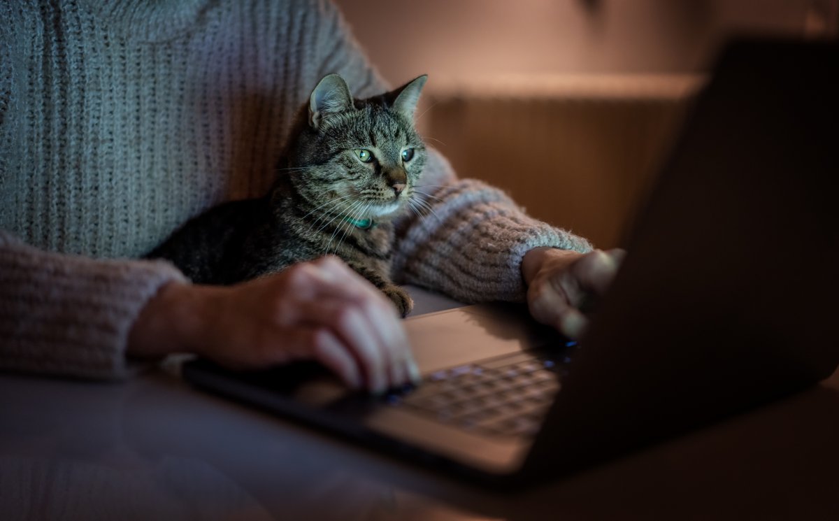 A cat looks at his owners laptop
