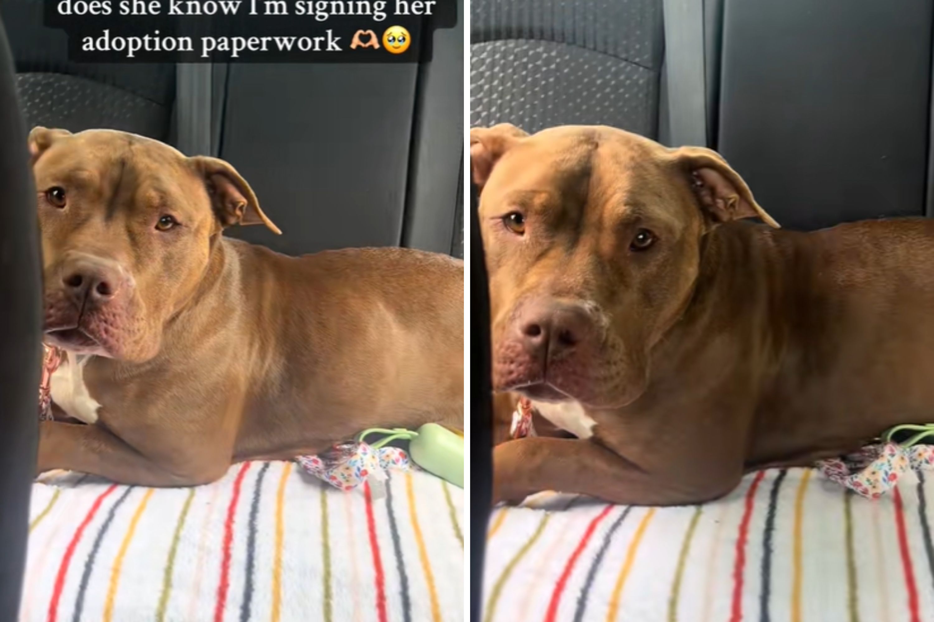 Woman Takes Shelter Dog for Sleepover, Unaware This Will Be Her Forever