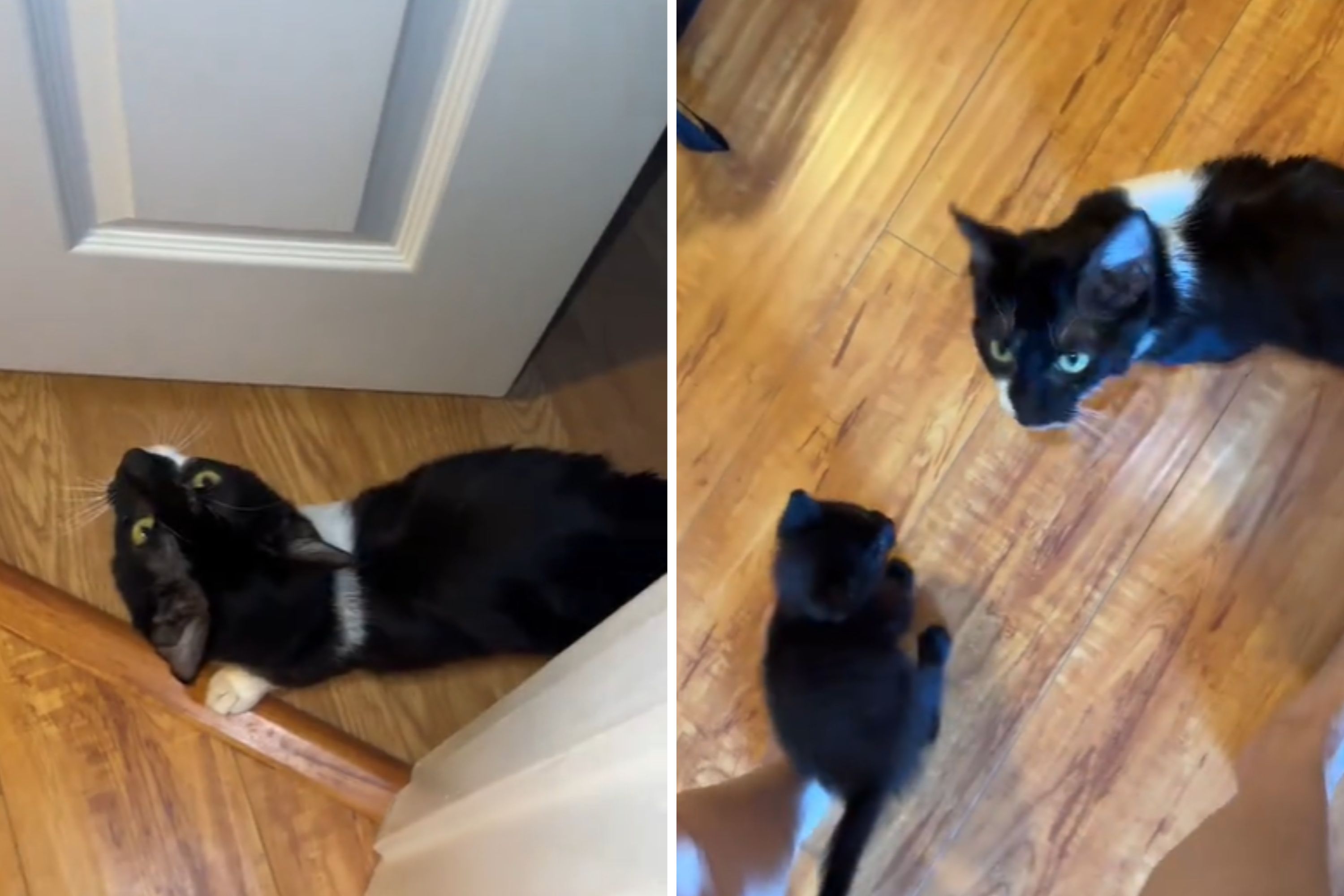 Owner Wonders Why Cat Angry, Then Realizes What She Was Trying To Tell Her