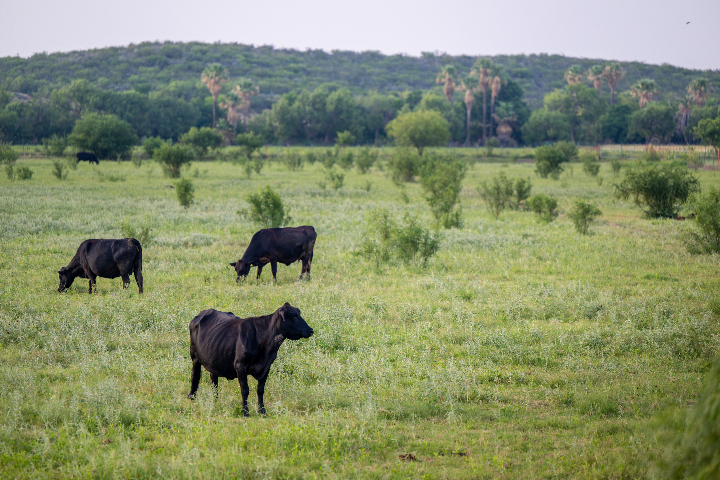 Animals Could Be Stranded by Major River Flooding in Texas