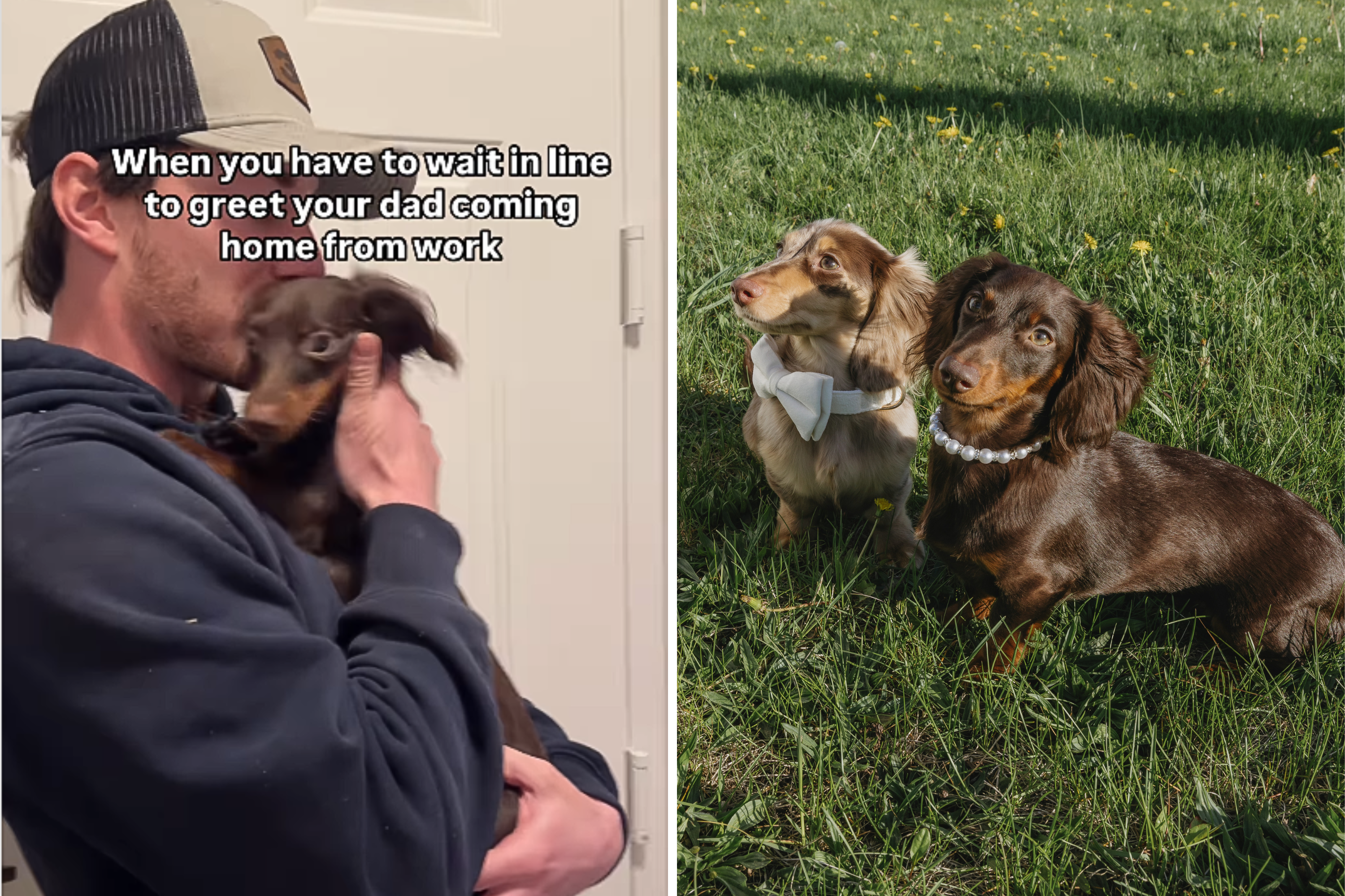 Dachshund Desperately Waiting In Line To Greet Owner After Work Delights