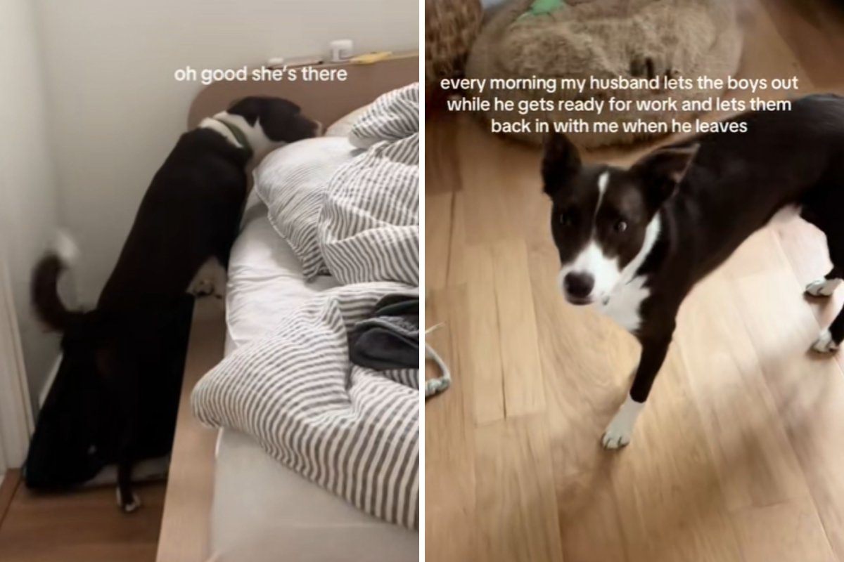 Dog checks on owner
