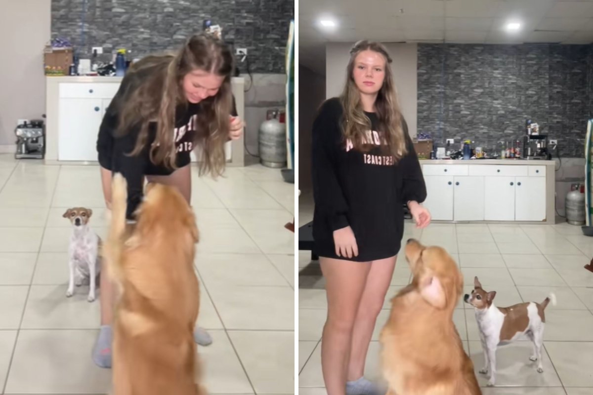 Owner training golden retriever puppy