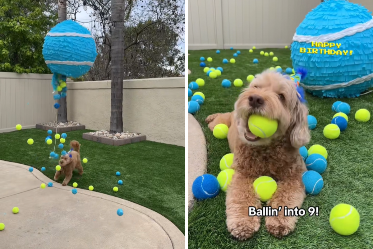 Sampson juega con bolas