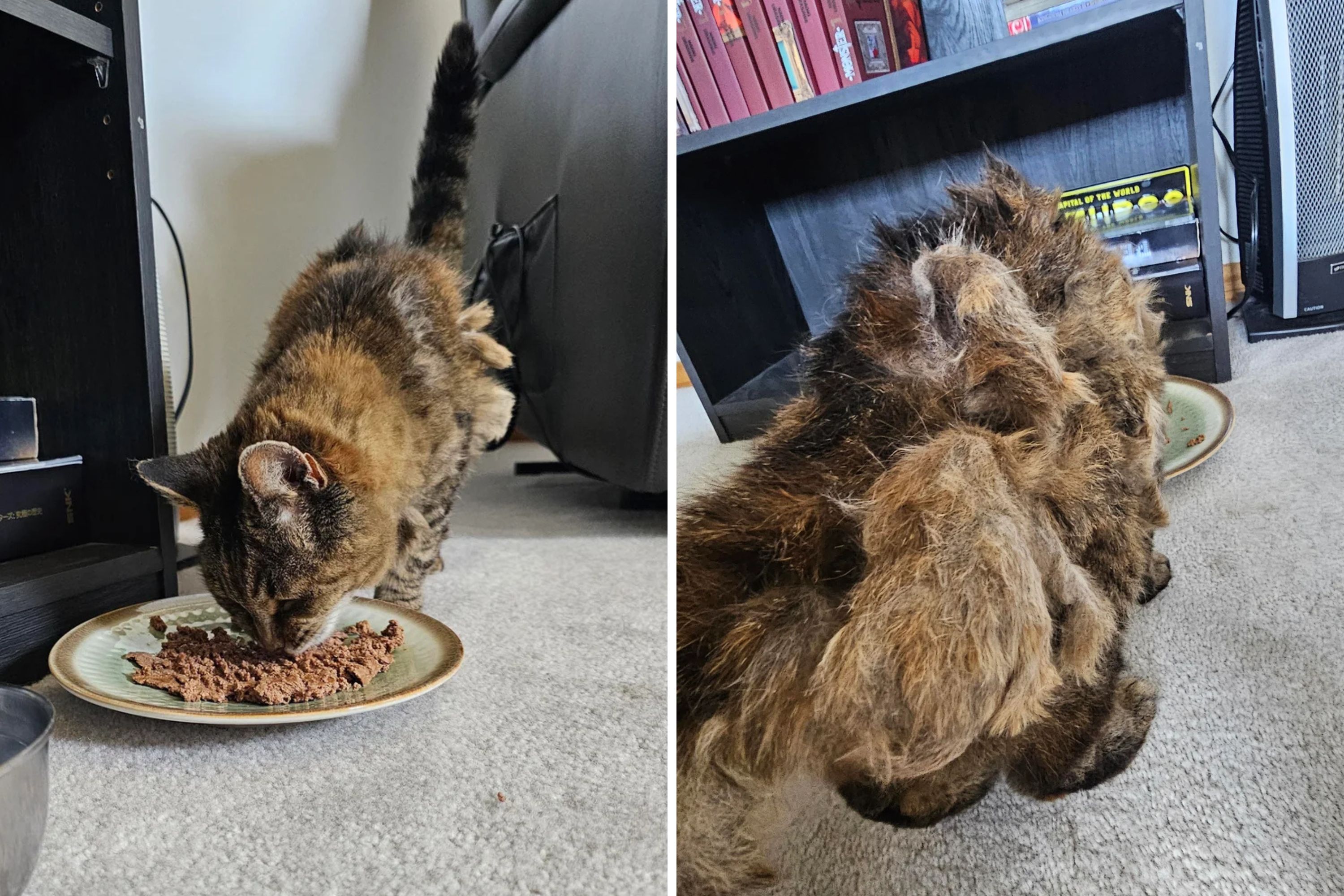 Man Discovers Matted Stray Cat on His Walk—Shock at What Microchip Reveals