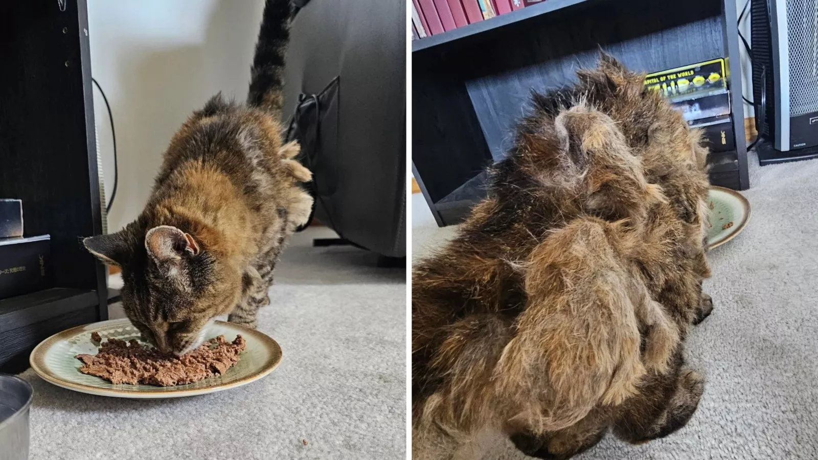 Man discovers matted stray cat on his walk -- Shock at what microchip reveals