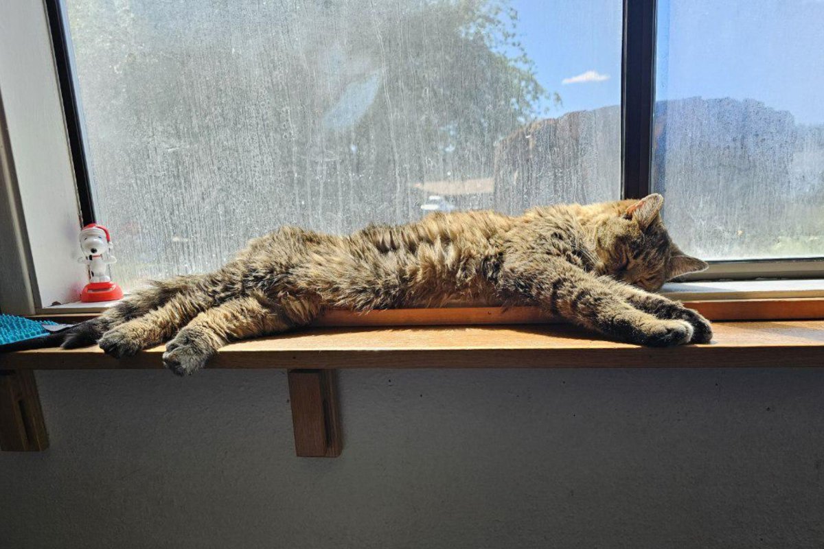 Rescue cat sleeping in sun