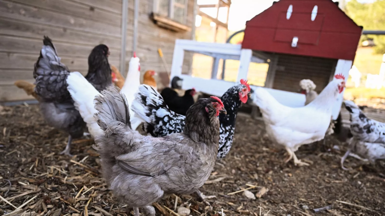 https://d.newsweek.com/en/full/2639783/backyard-chickens-blamed-salmonella-outbreak.webp?w=1600&h=900&q=88&f=057d3702a31d45e5848c14c489c6cd6a