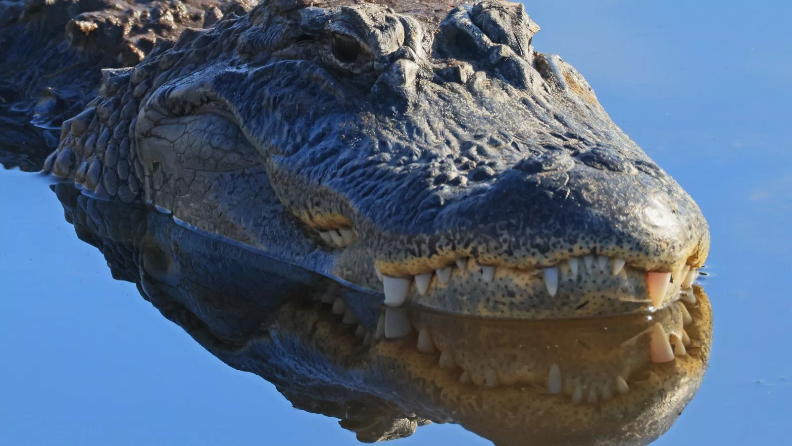 https://d.newsweek.com/en/full/2639847/alligator-wakodahatchee-wetlands-florida.webp?w=1600&h=900&q=88&f=d24ebe7ef896567c408138cf12fd76d5