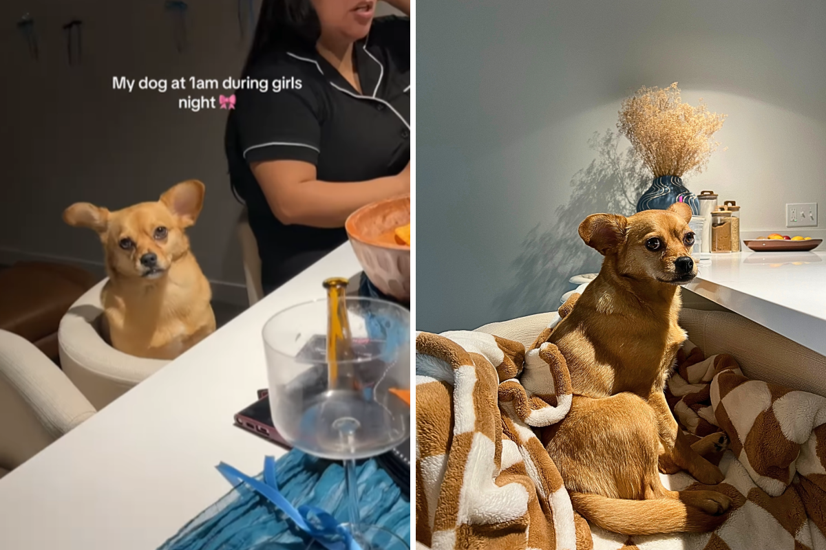 Chihuahua Goes Viral Presence At Girls' Night