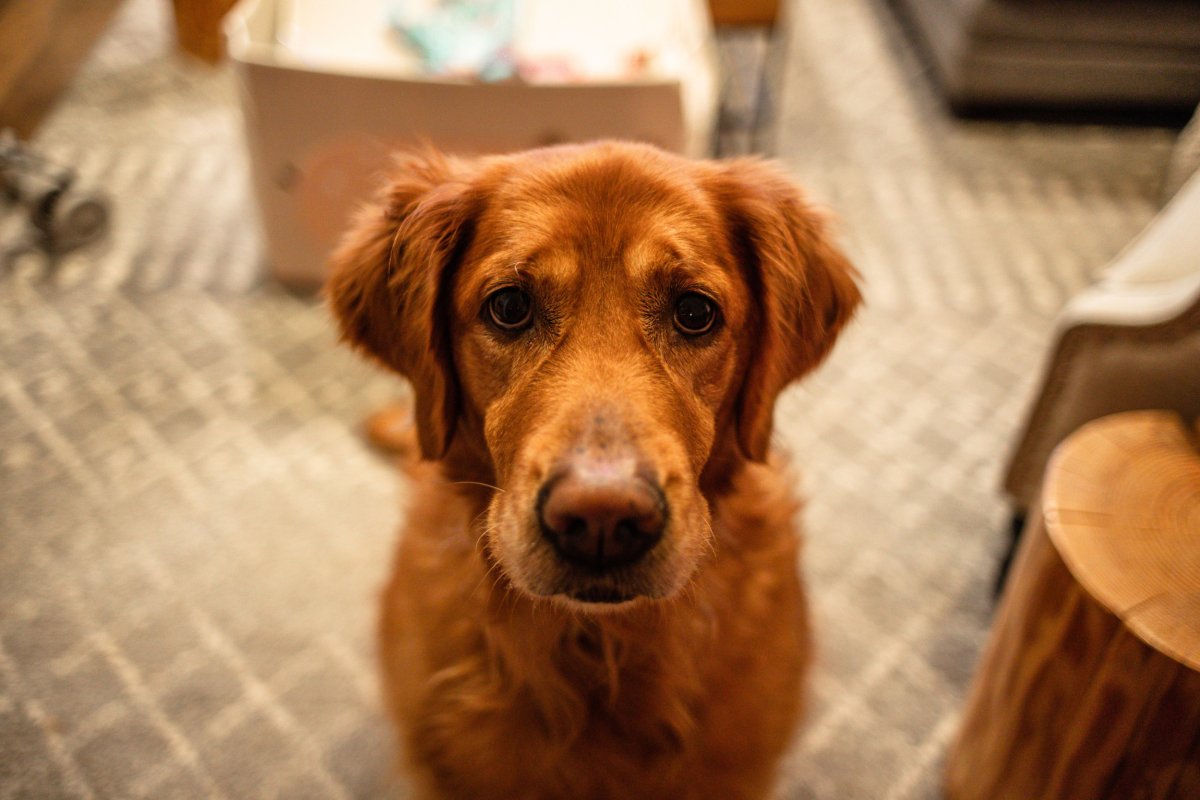 Golden retriever