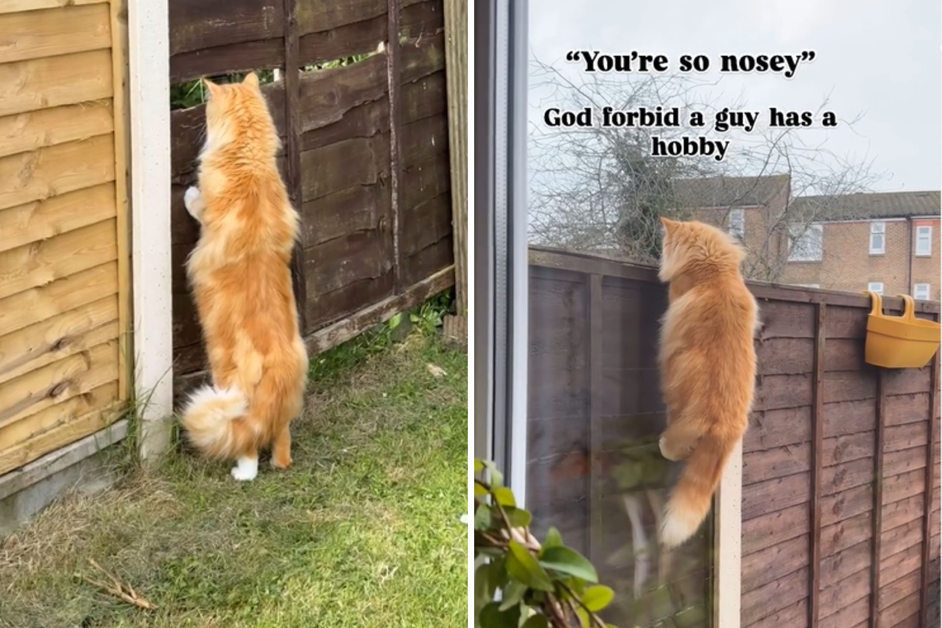 Hysterics Over What Owner Always Finds Orange Cat Doing to the Neighbors