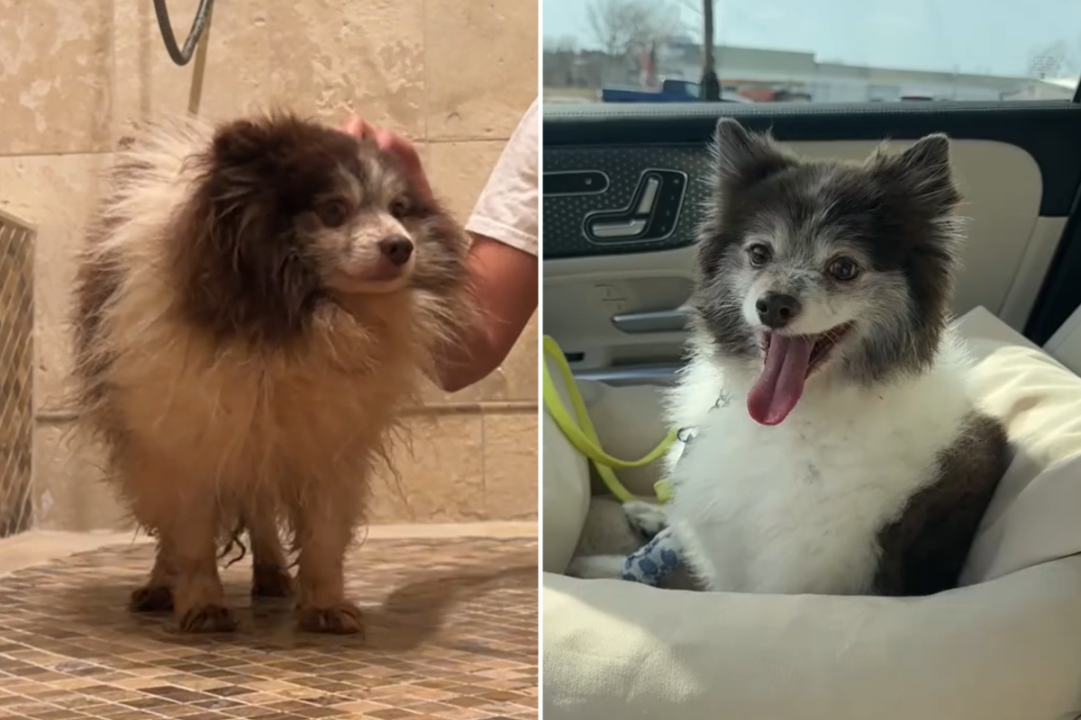 Rescued breeding dog