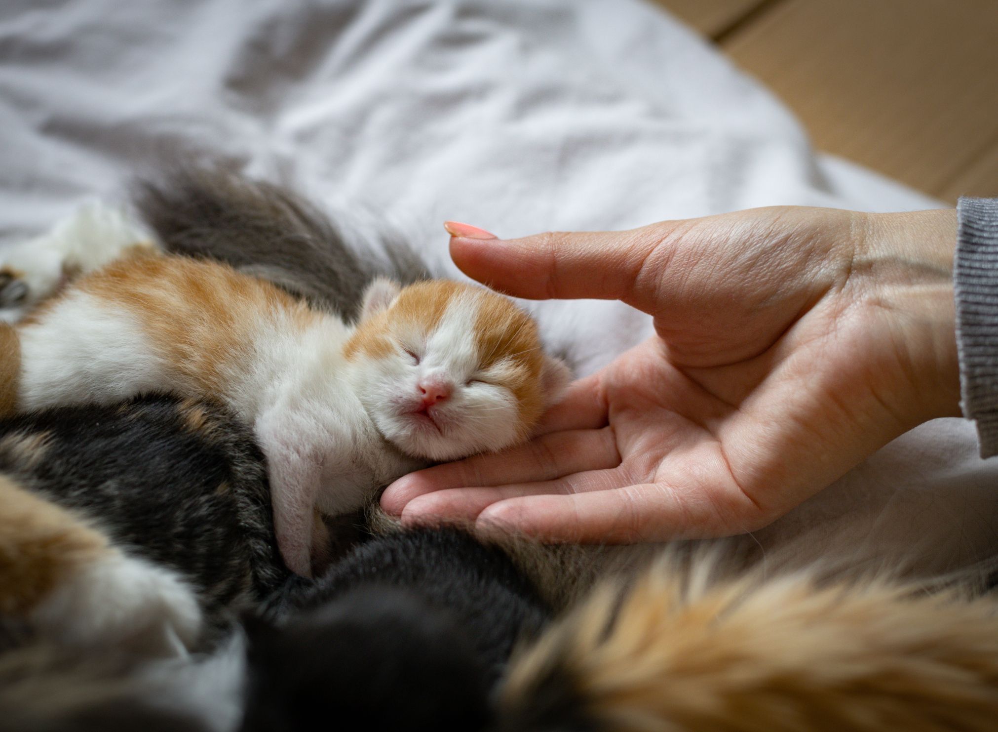 Woman Starts Feeding a Stray Cat, Unprepared for What Shows Up Months Later
