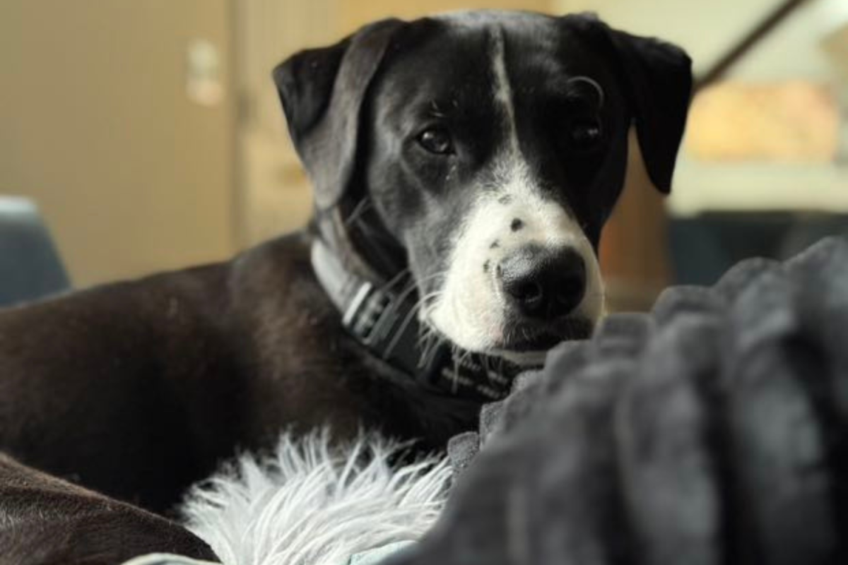Dog Hank