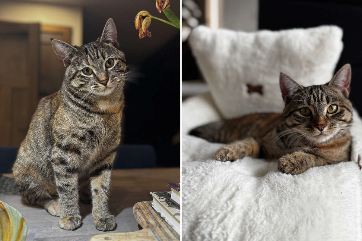 Clover the rescue cat
