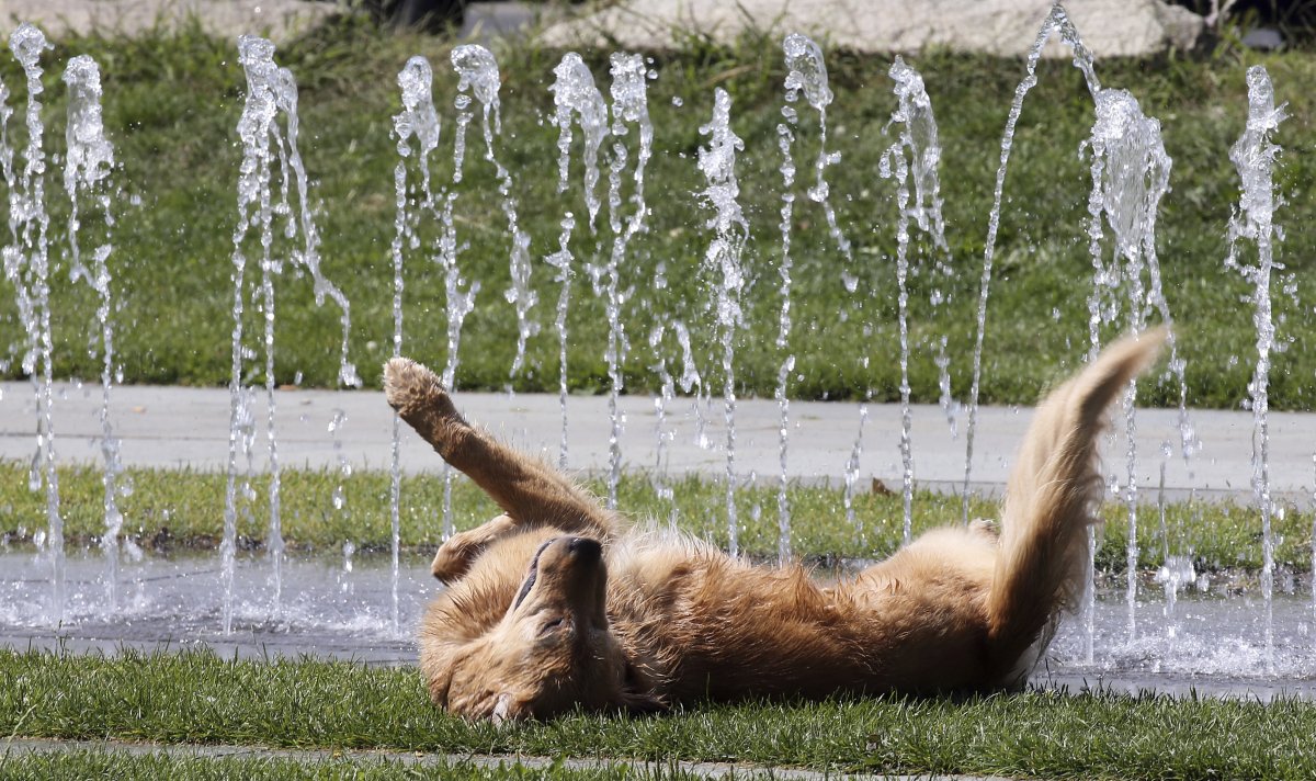 Golden Retriever Dog