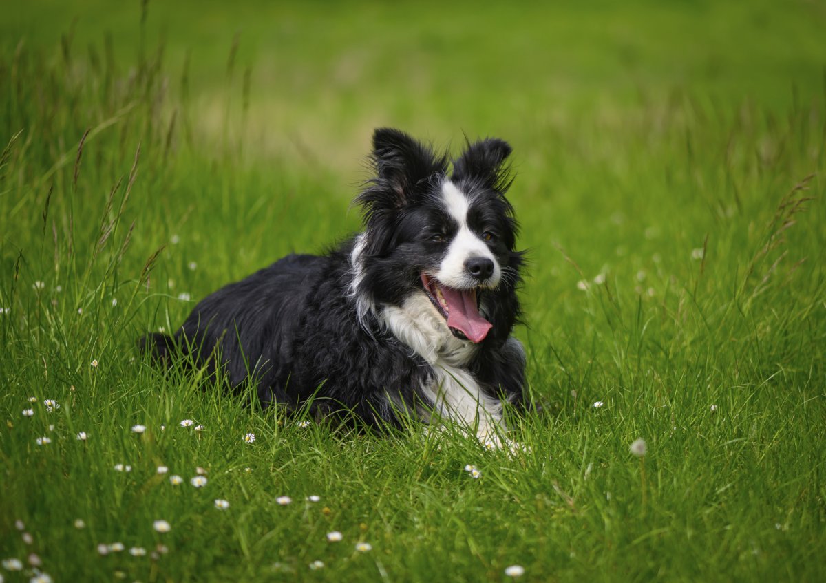 Border Collie