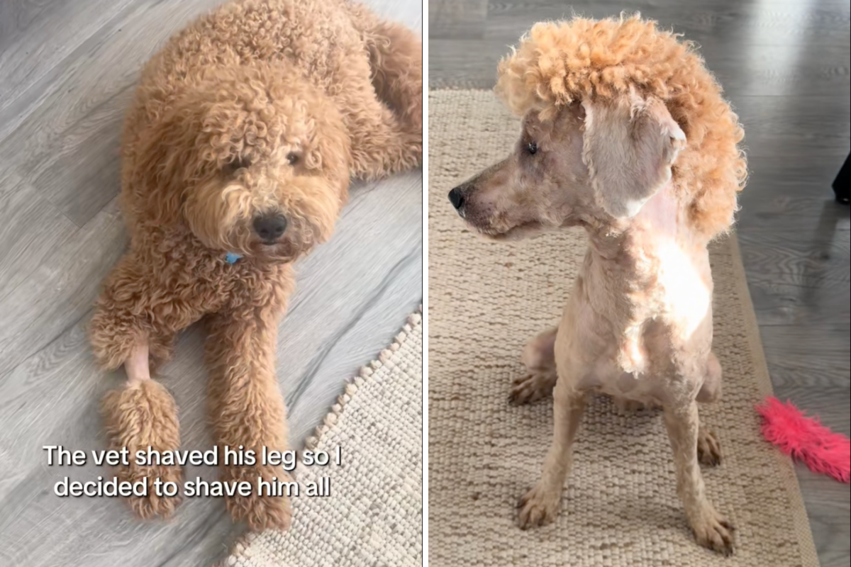 Banjo before and after.