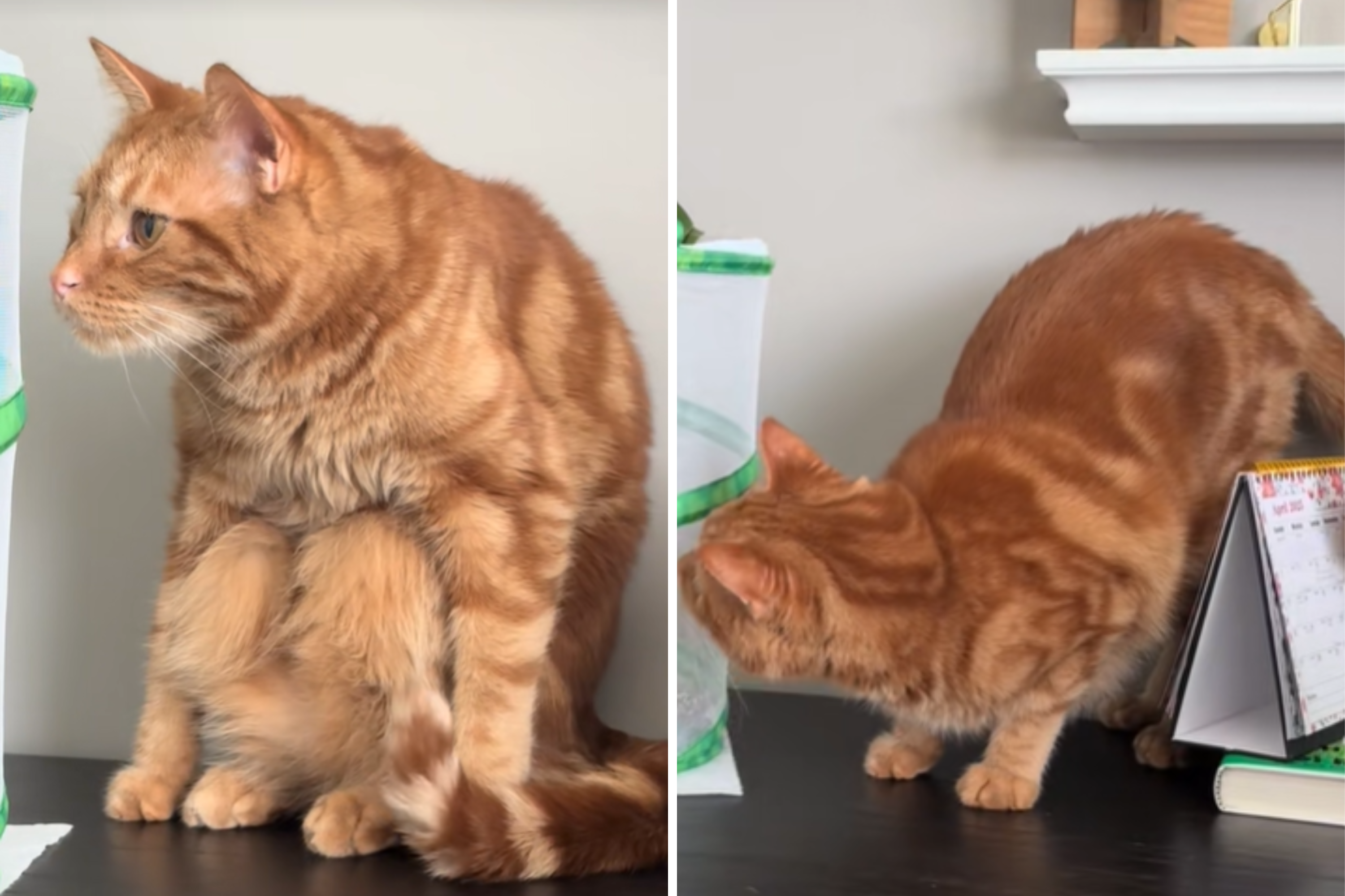 Orange Cat Finds Unexpected Visitors in His Home, Becomes Obsessed