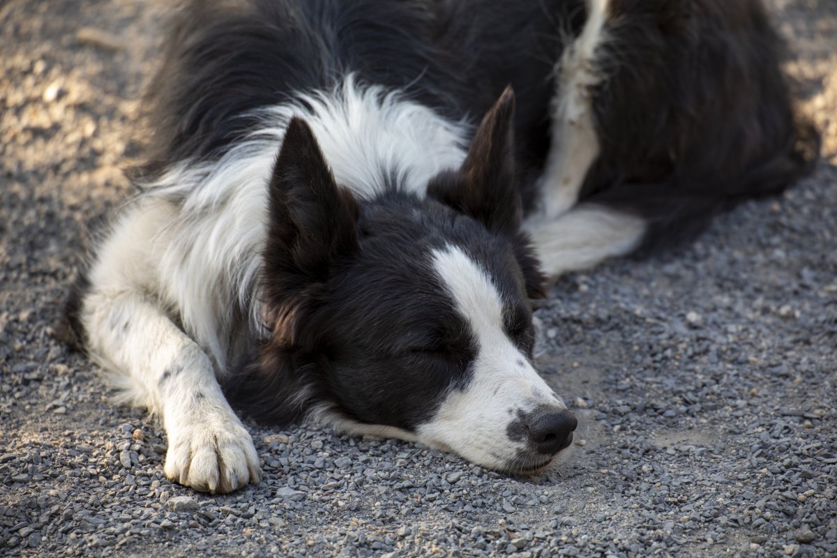 Border Collie Owner's Disbelief As They Finally Manage to 'Tire Out' Dog 2 border collie napping
