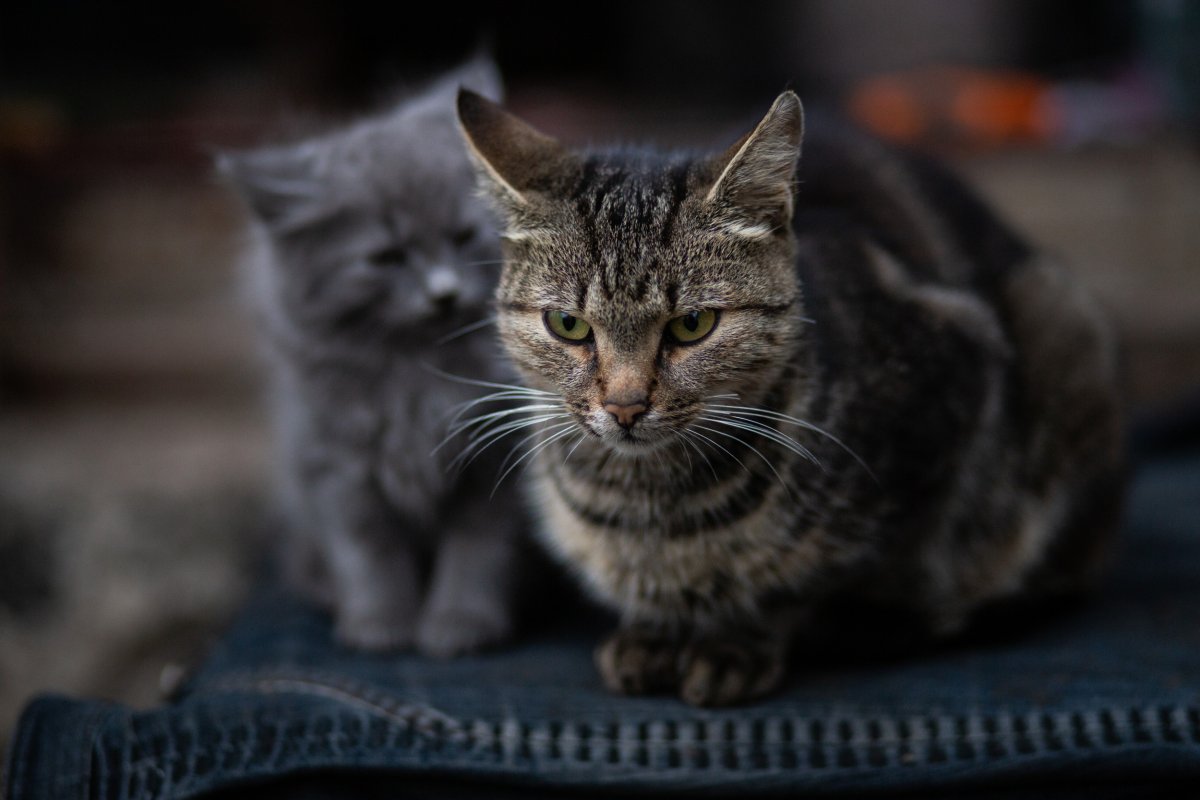 cat not pleased