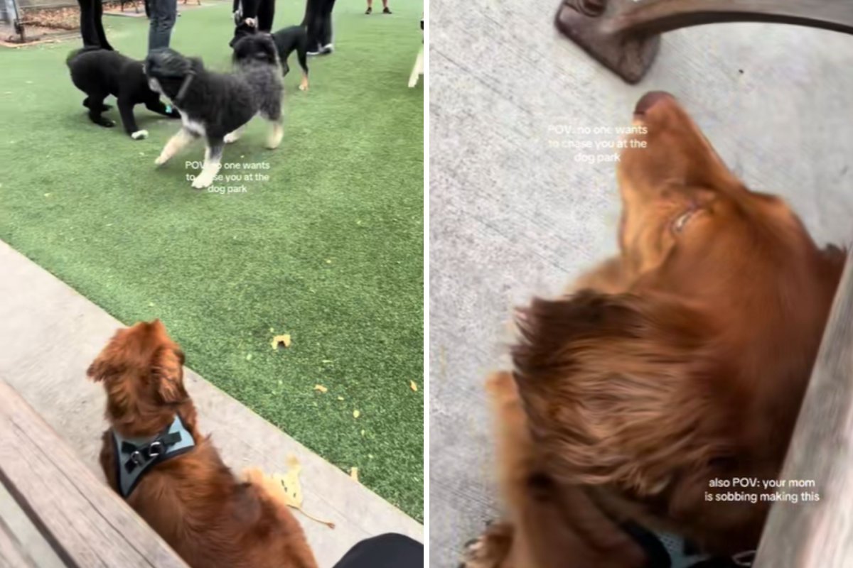 Dachshund playing alone at park
