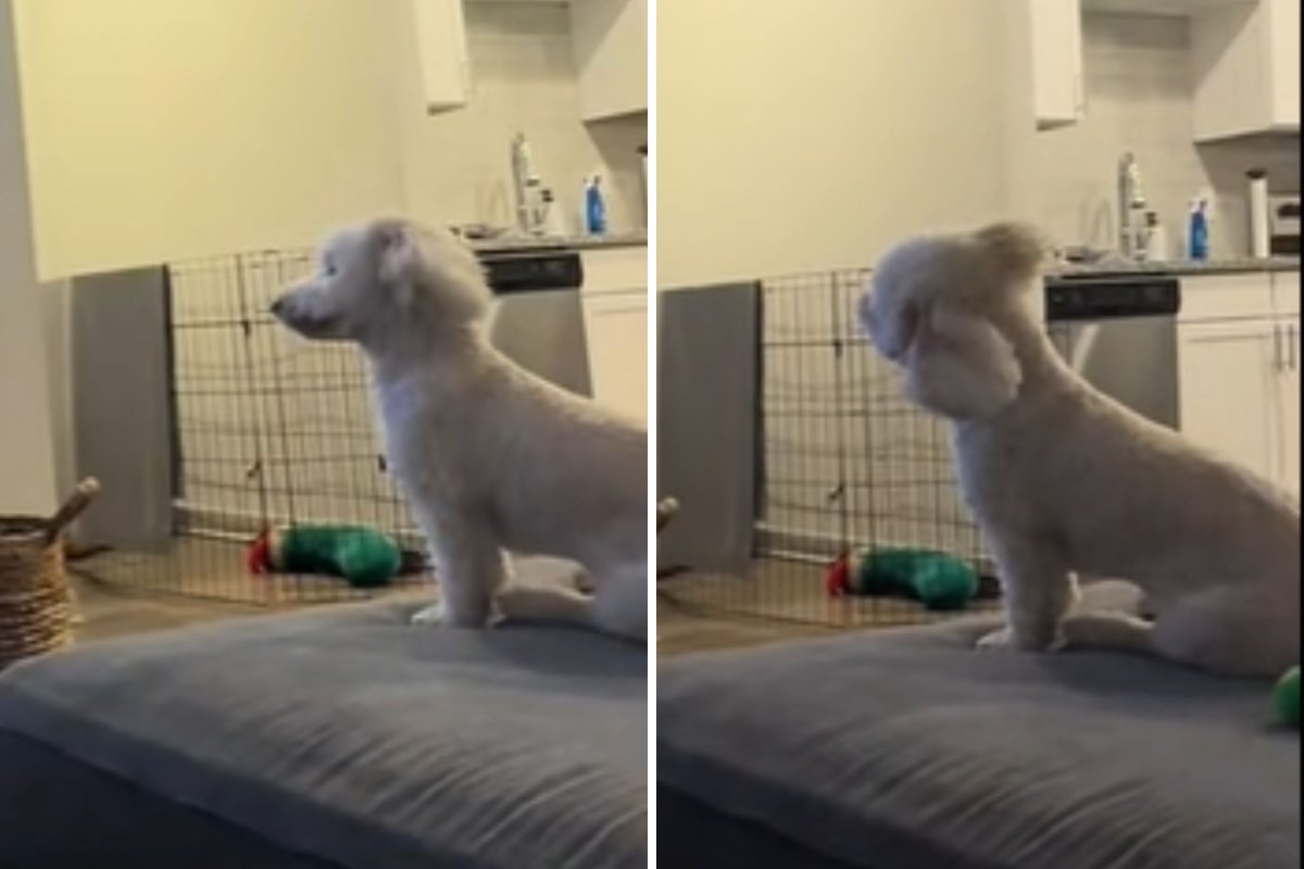 Dog tilts head watching TV